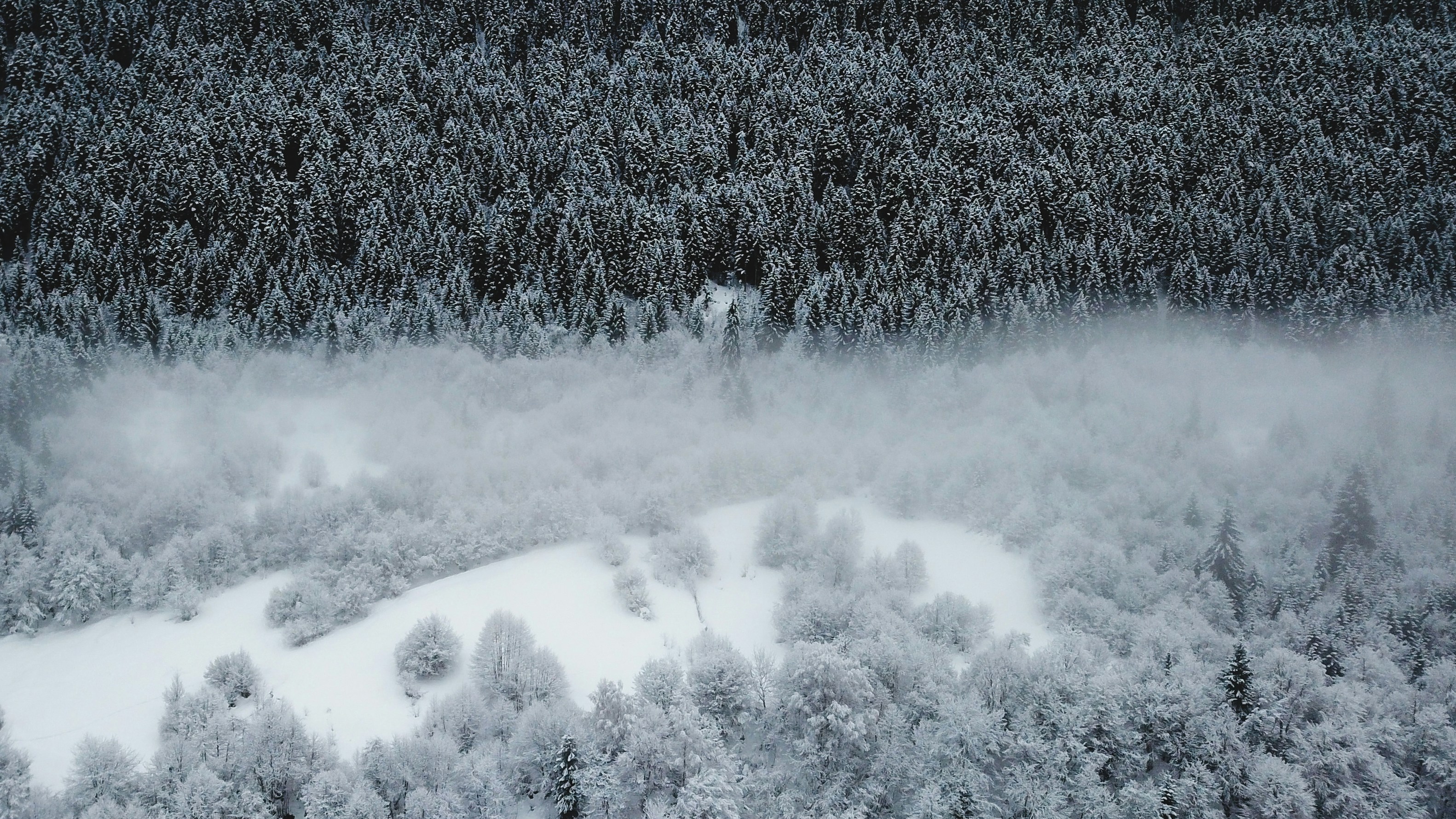 Snow Covered Mountain Forest