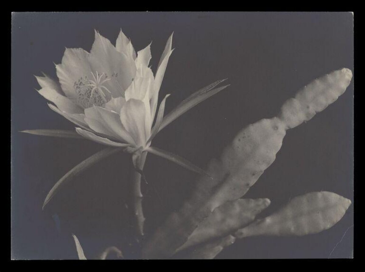 Black and White Cactus Flower