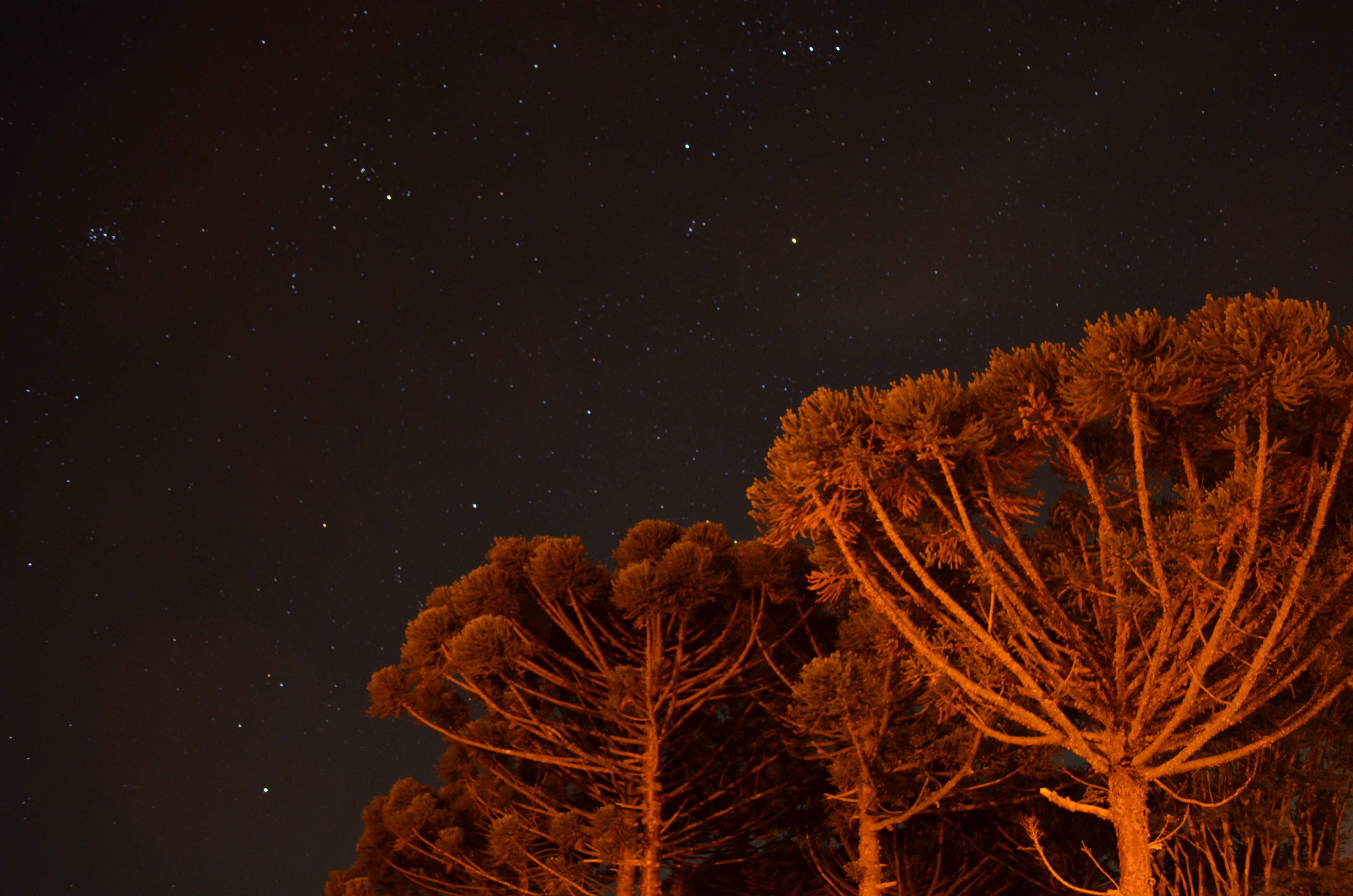 Starry Night Over Illuminated Trees