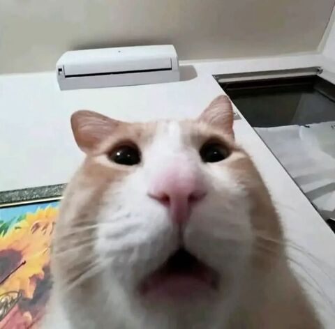 Surprised Cat Close Up