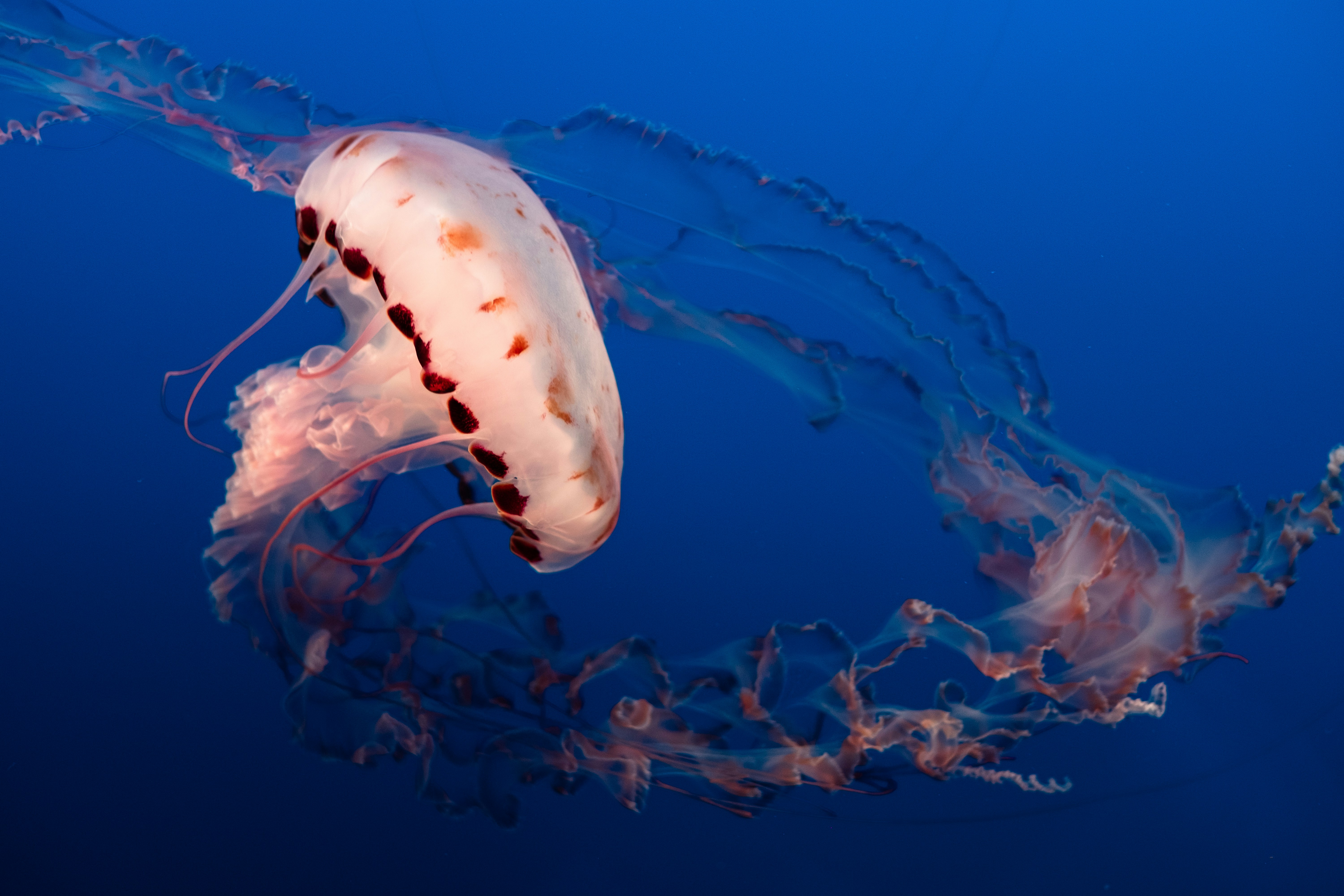 Jellyfish in Deep Blue Sea