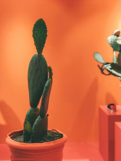 Potted Cactus Against Orange Wall