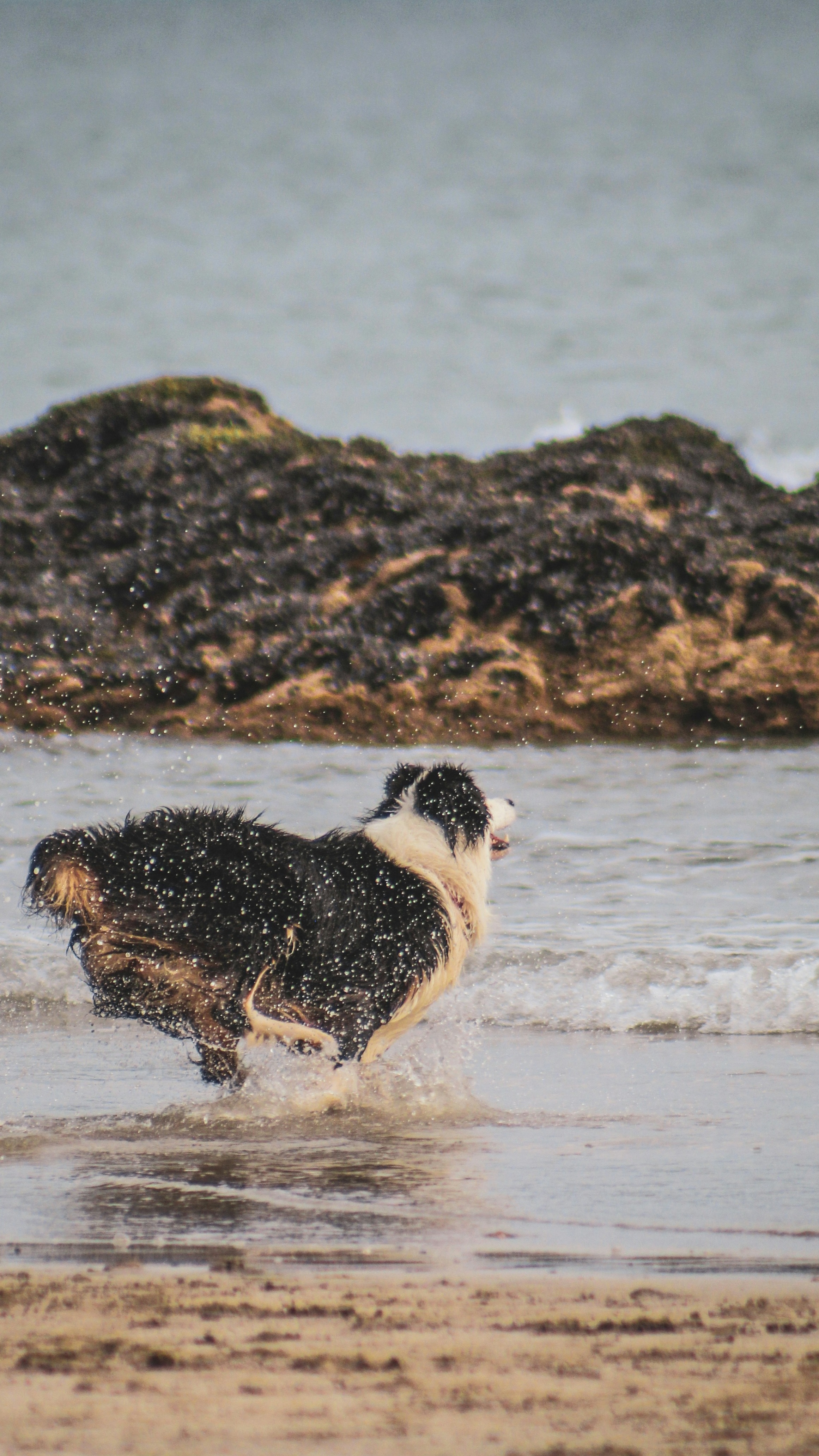 Border Collie Running at Seaside Shore