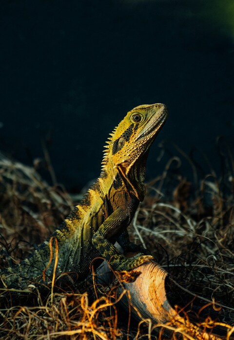 Spiny Lizard Perched on Log in Dry Grass