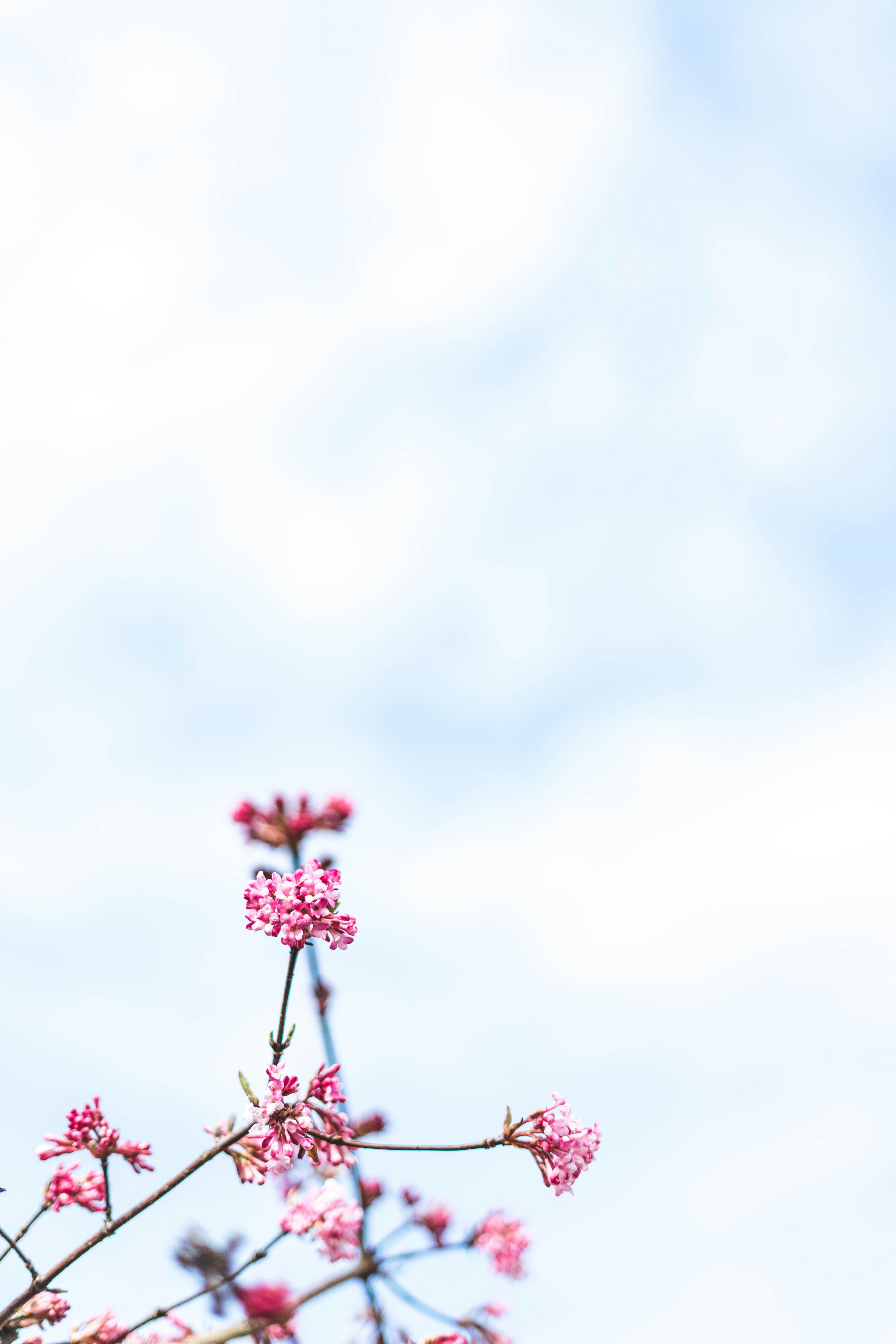 Pink Spring Blossoms Against Blue Sky