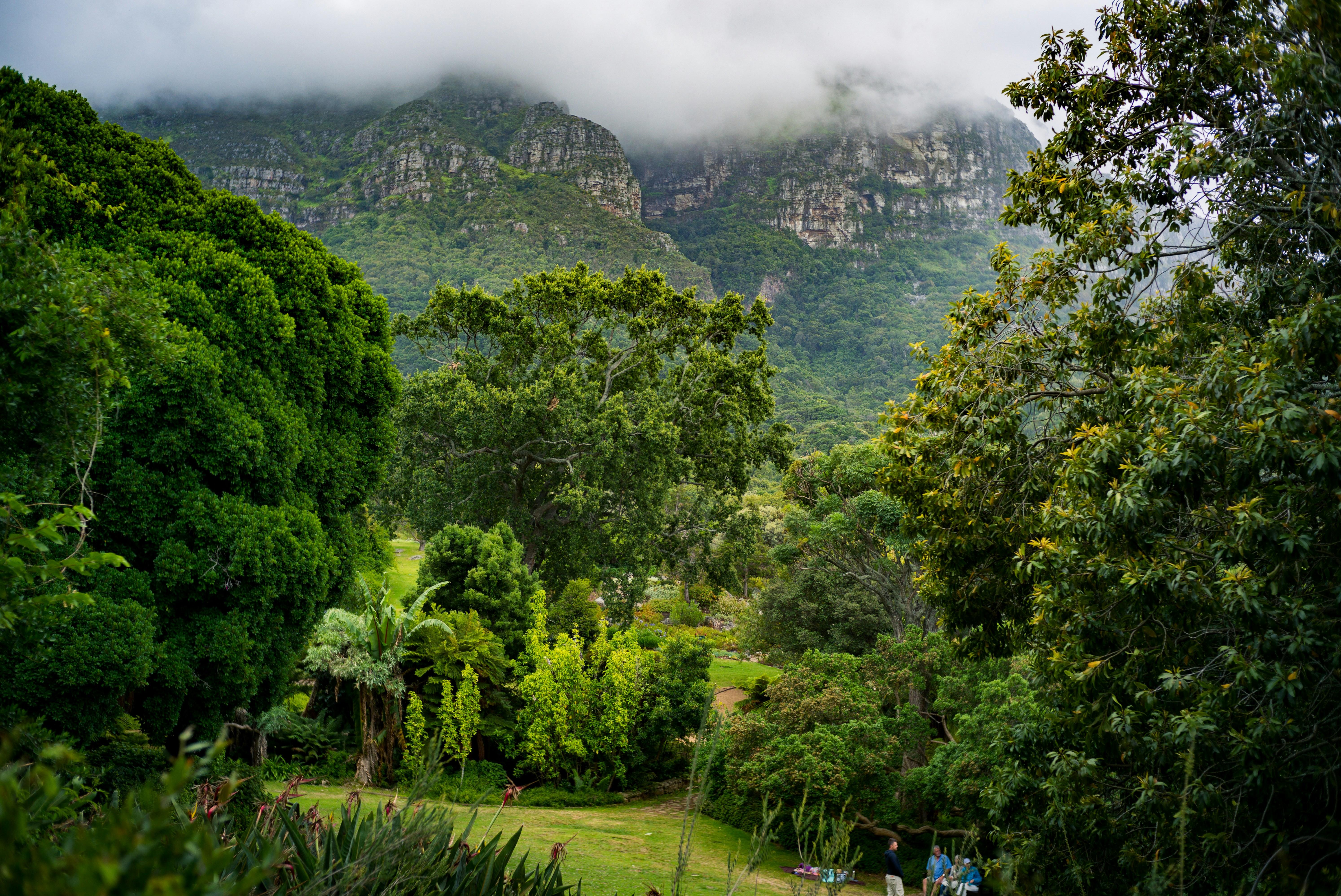 Table Mountain Botanical Garden View