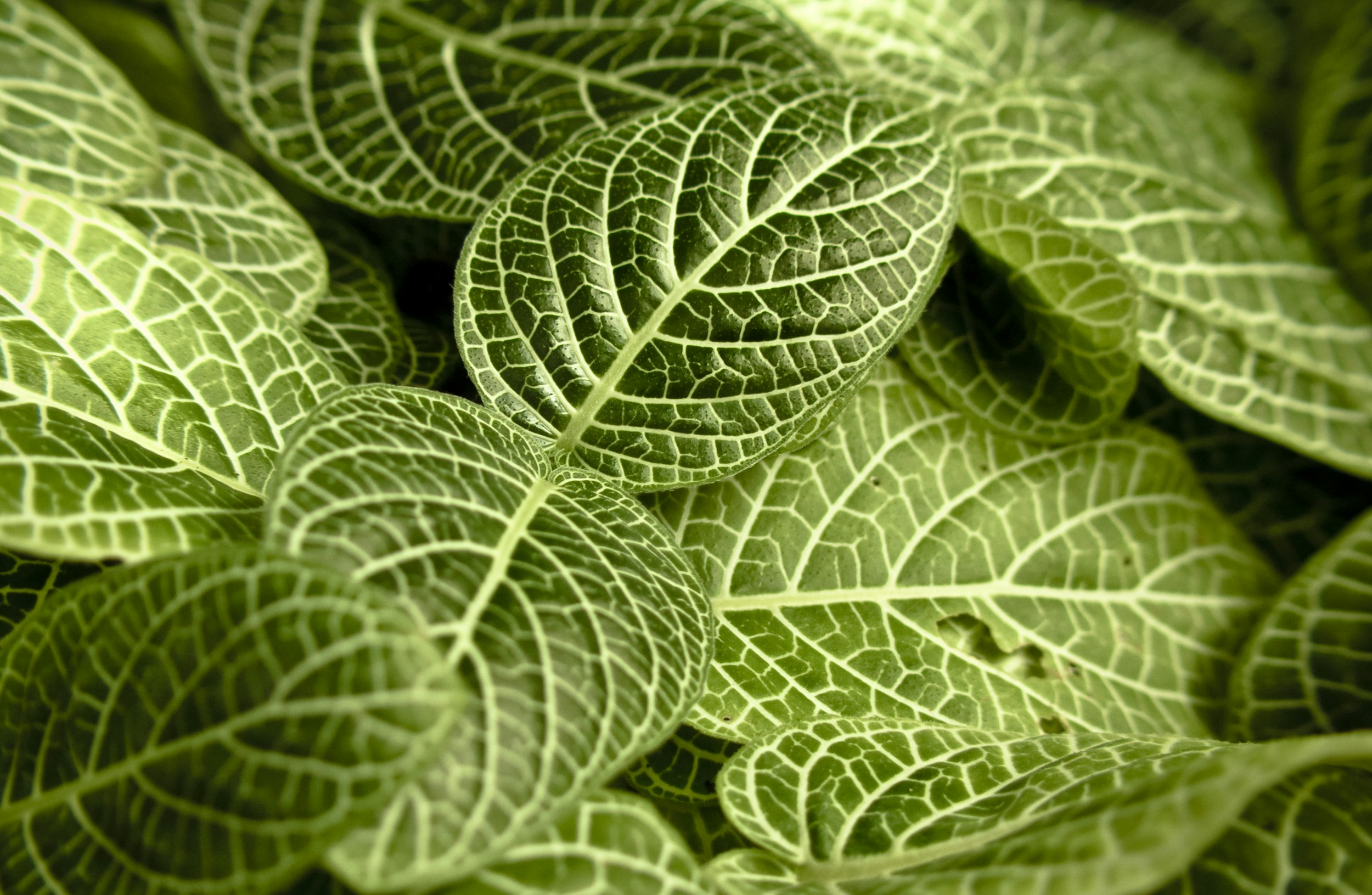 Close-up of White-Veined Green Leaves