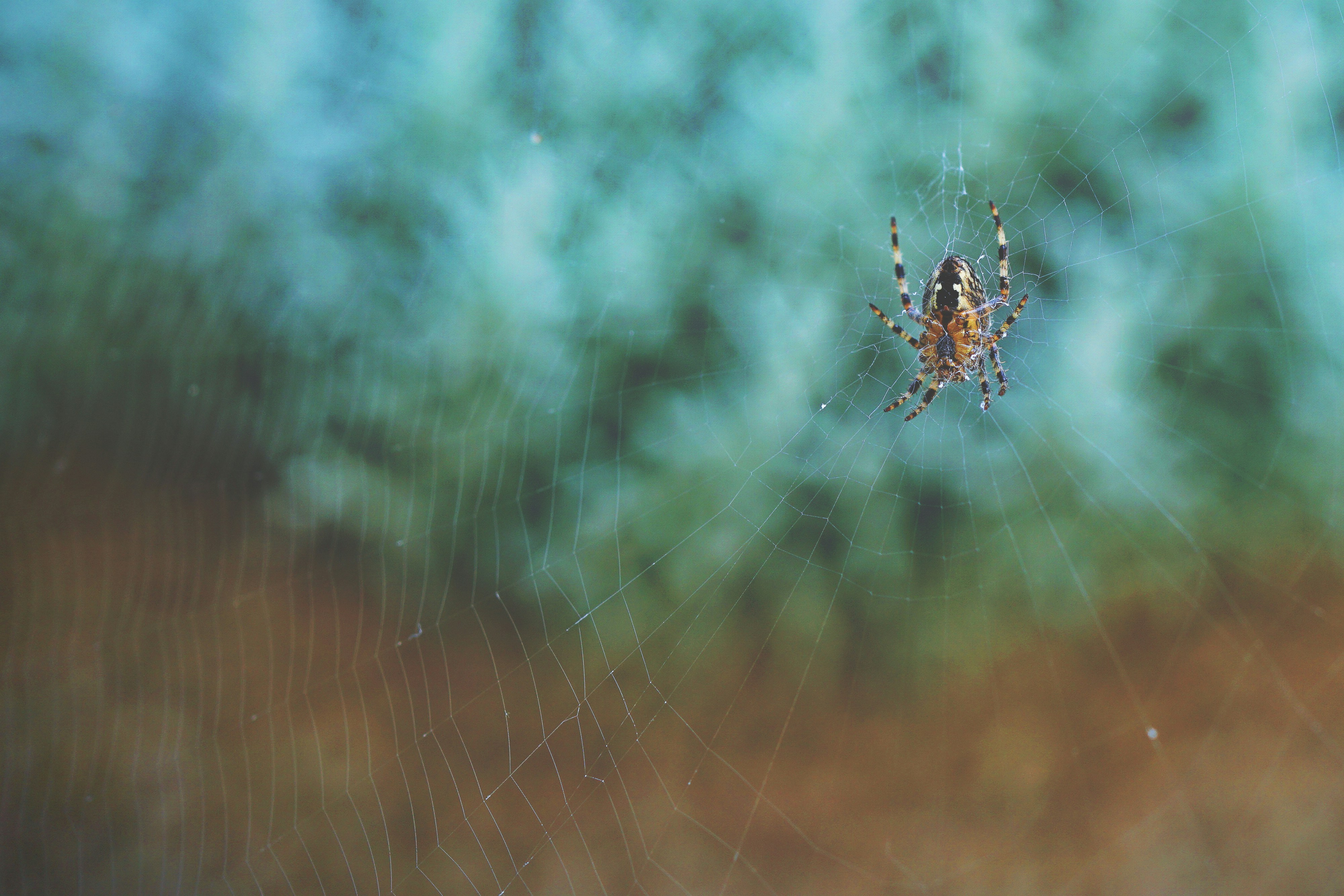 Garden Spider on Its Web