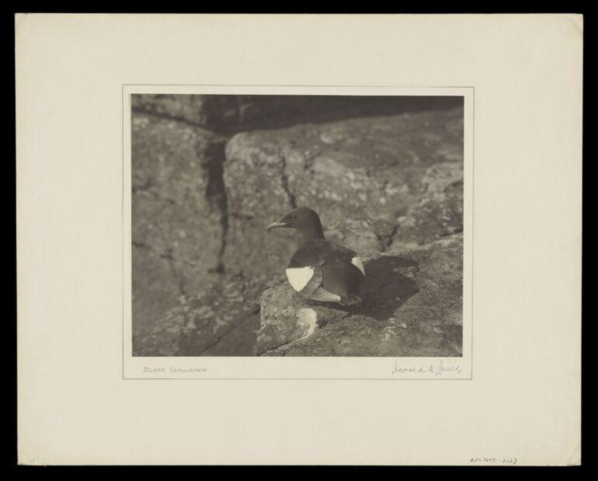 Black Guillemot Resting on Rock