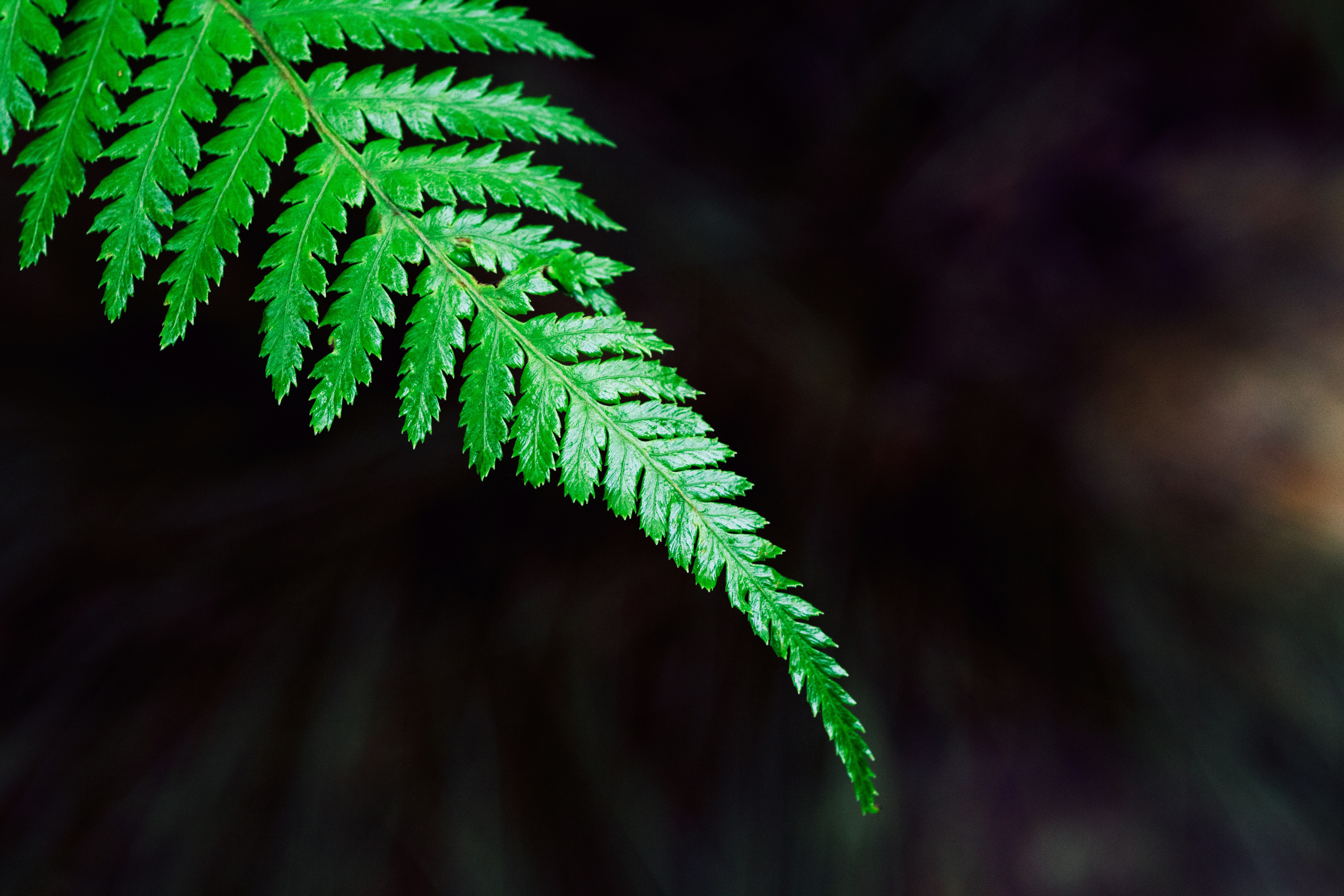 Close-up of Fern Leaf