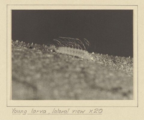Young Larva Lateral View Micrograph
