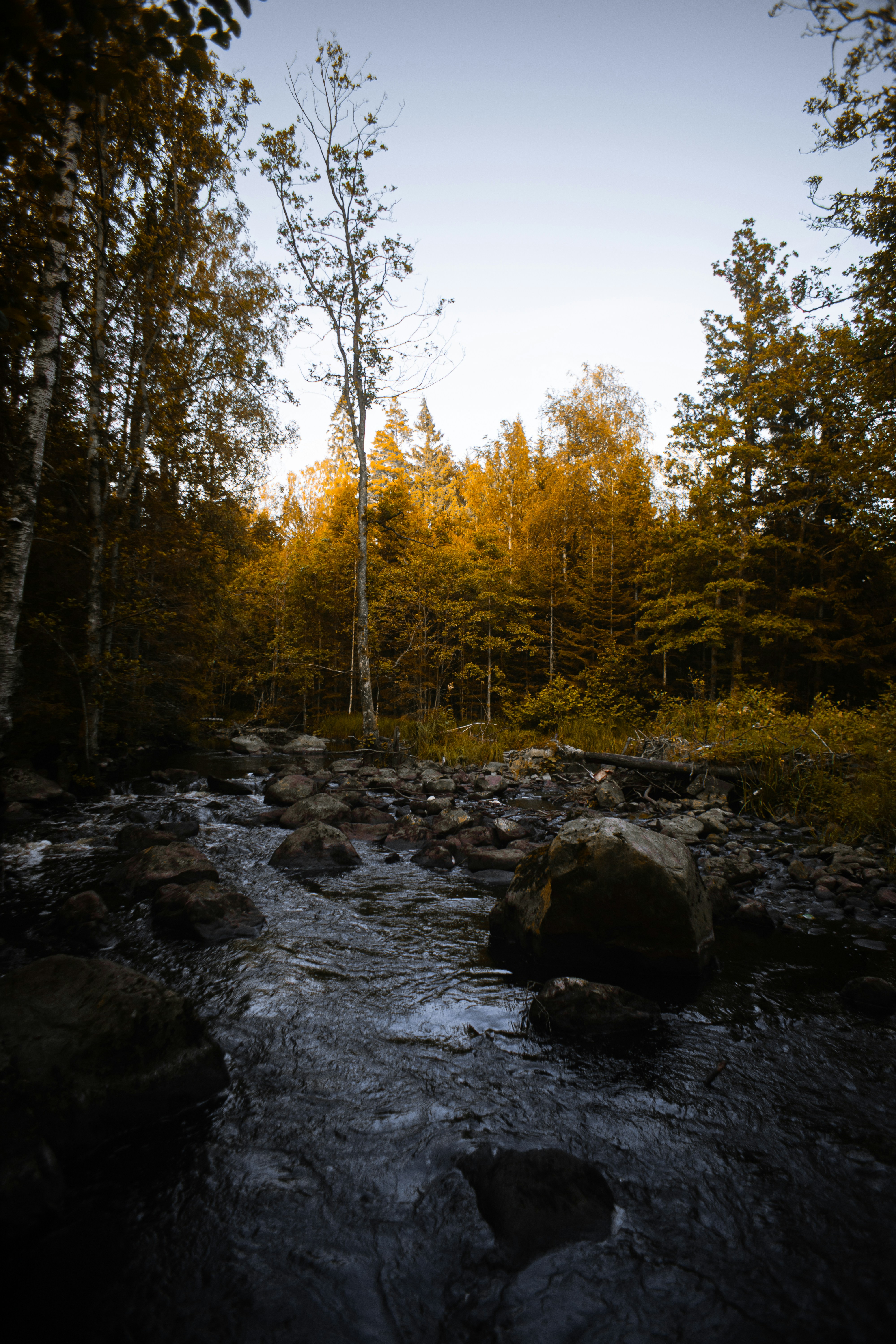 Autumn Forest Stream