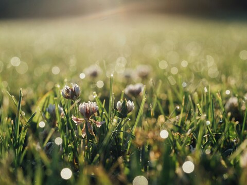 Dewy Clover in Morning Grass