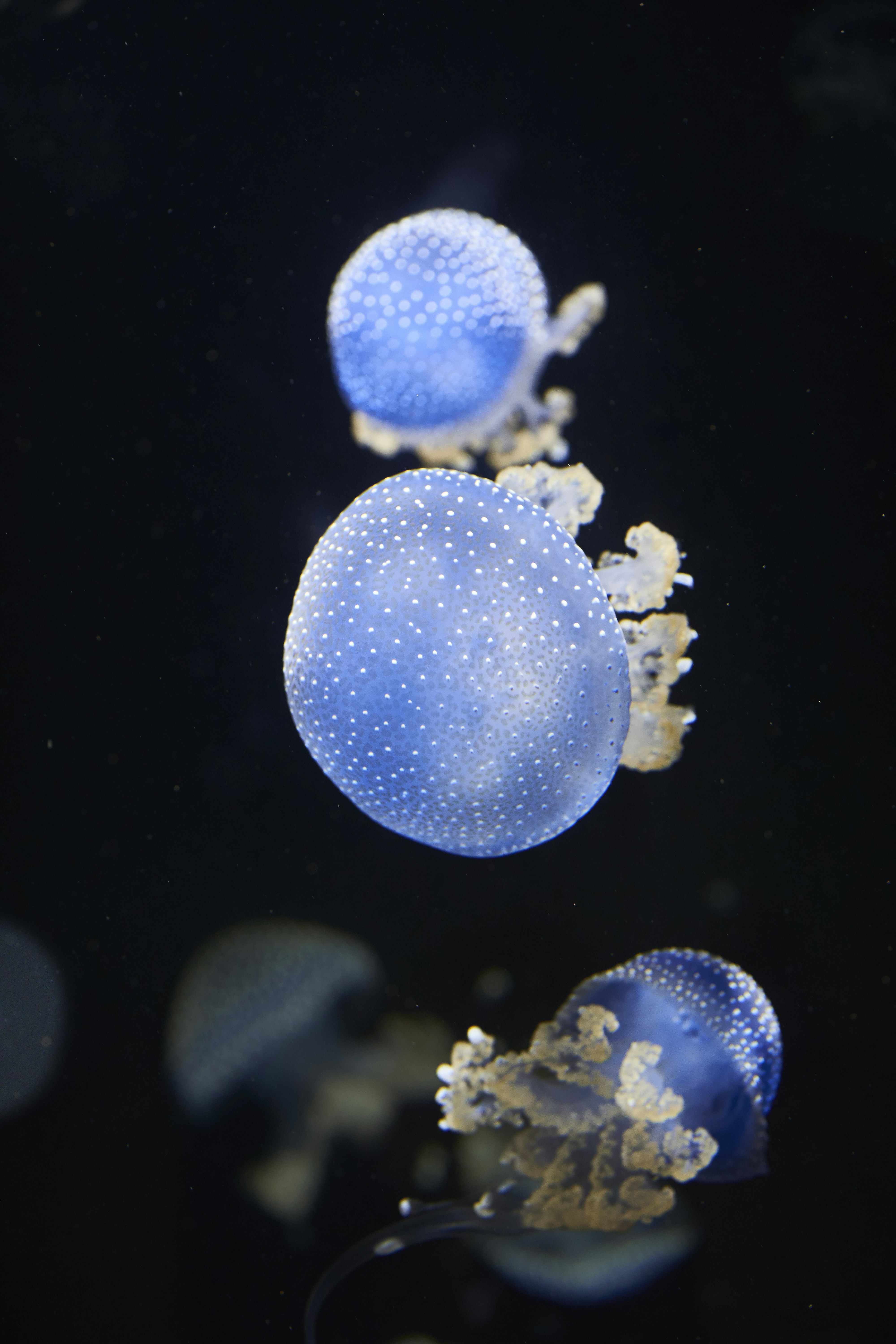 Blue Spotted Jellyfish Underwater