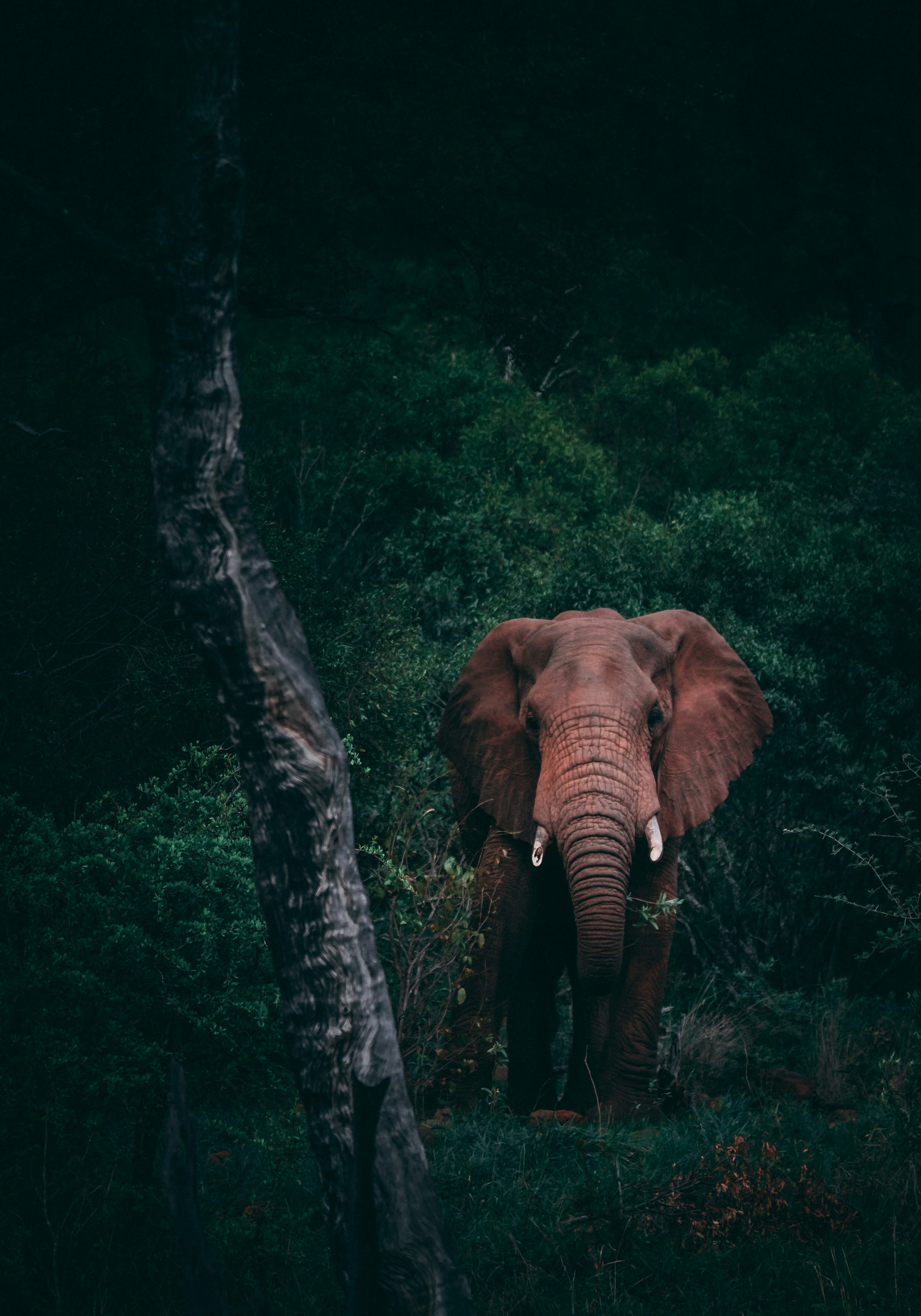 Elephant in Dense Forest