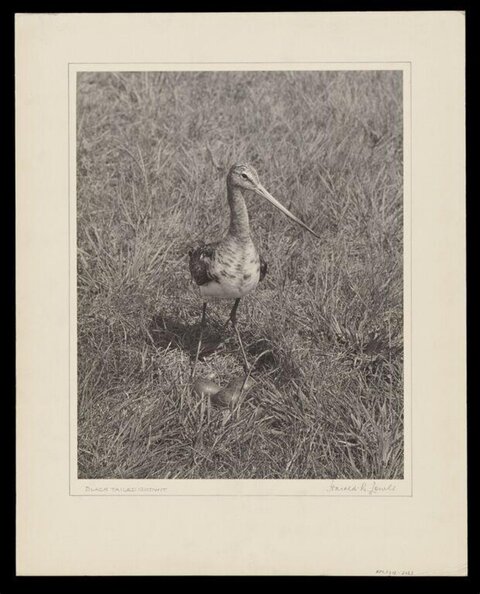 Black-tailed Godwit in Grass