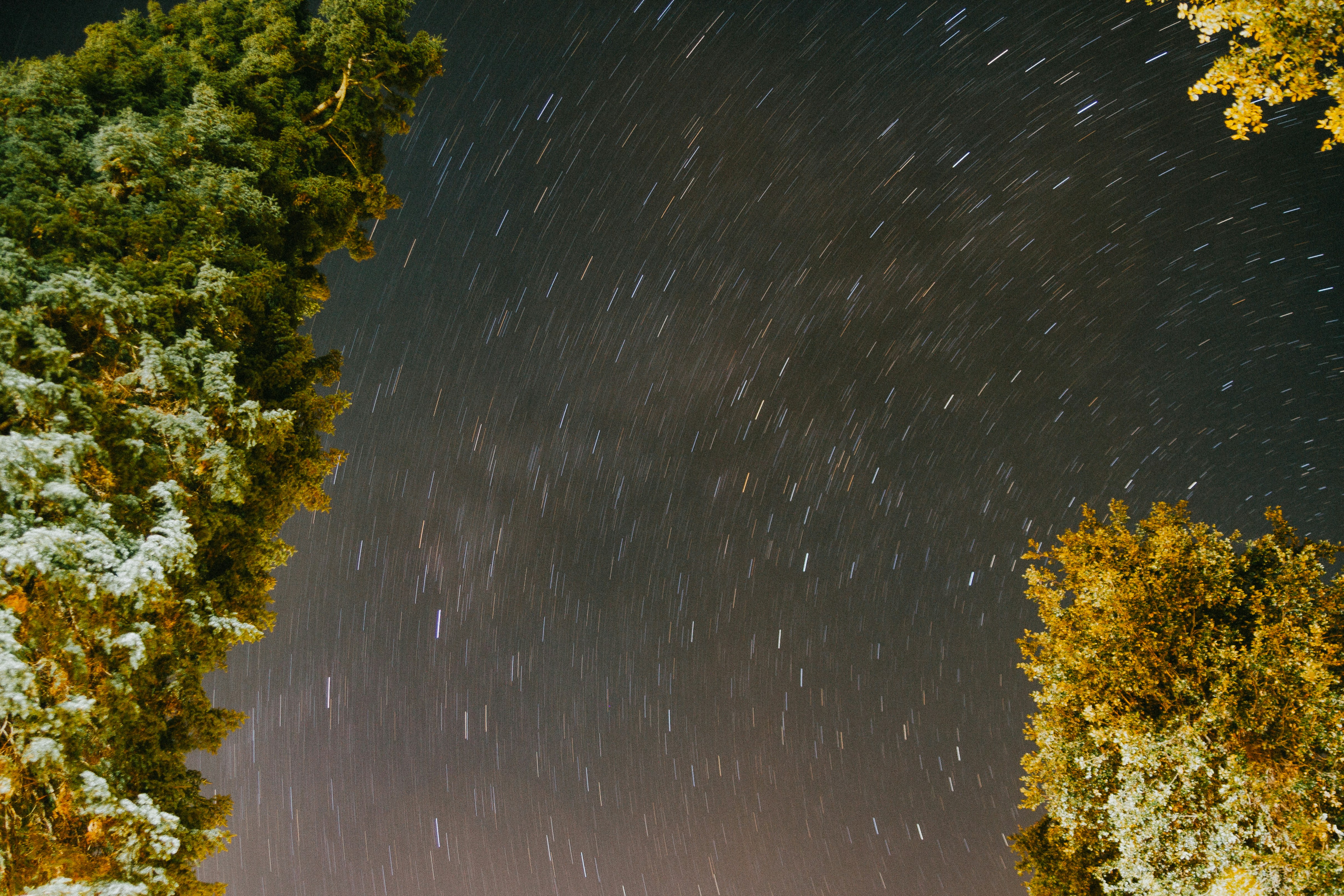 Night Star Trails Between Trees