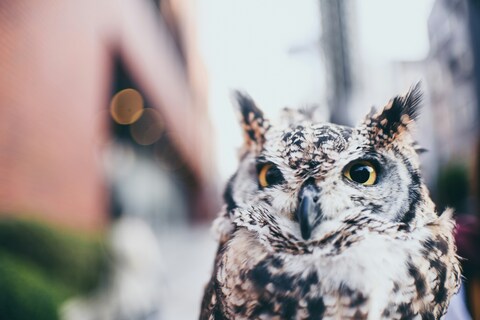 Close-up Portrait of an Owl