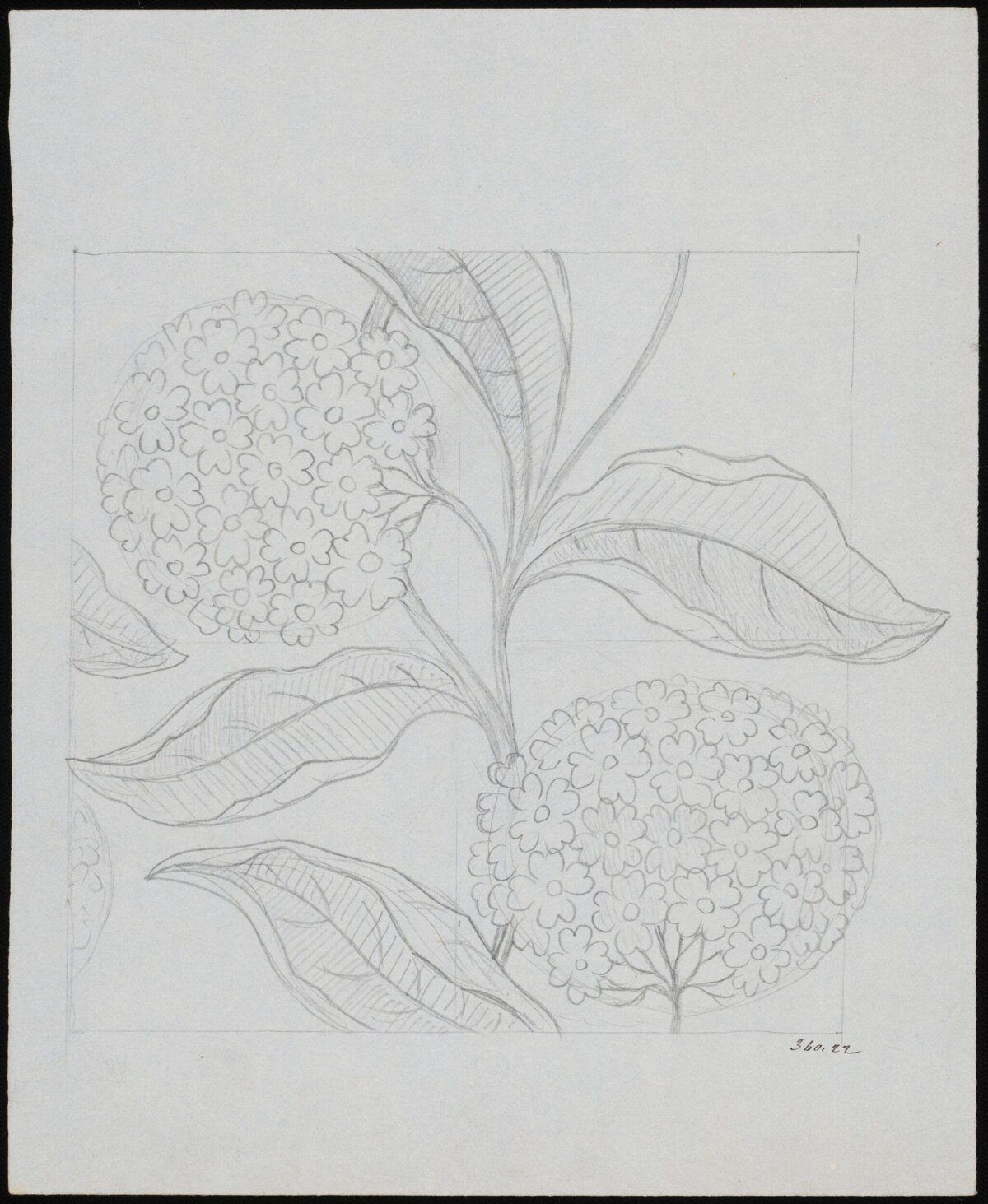 Pencil Sketch of Hydrangeas