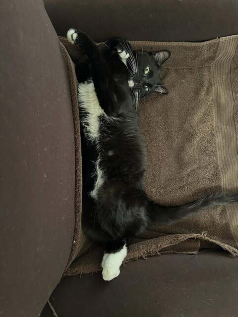 Black and White Cat Lying on Brown Couch