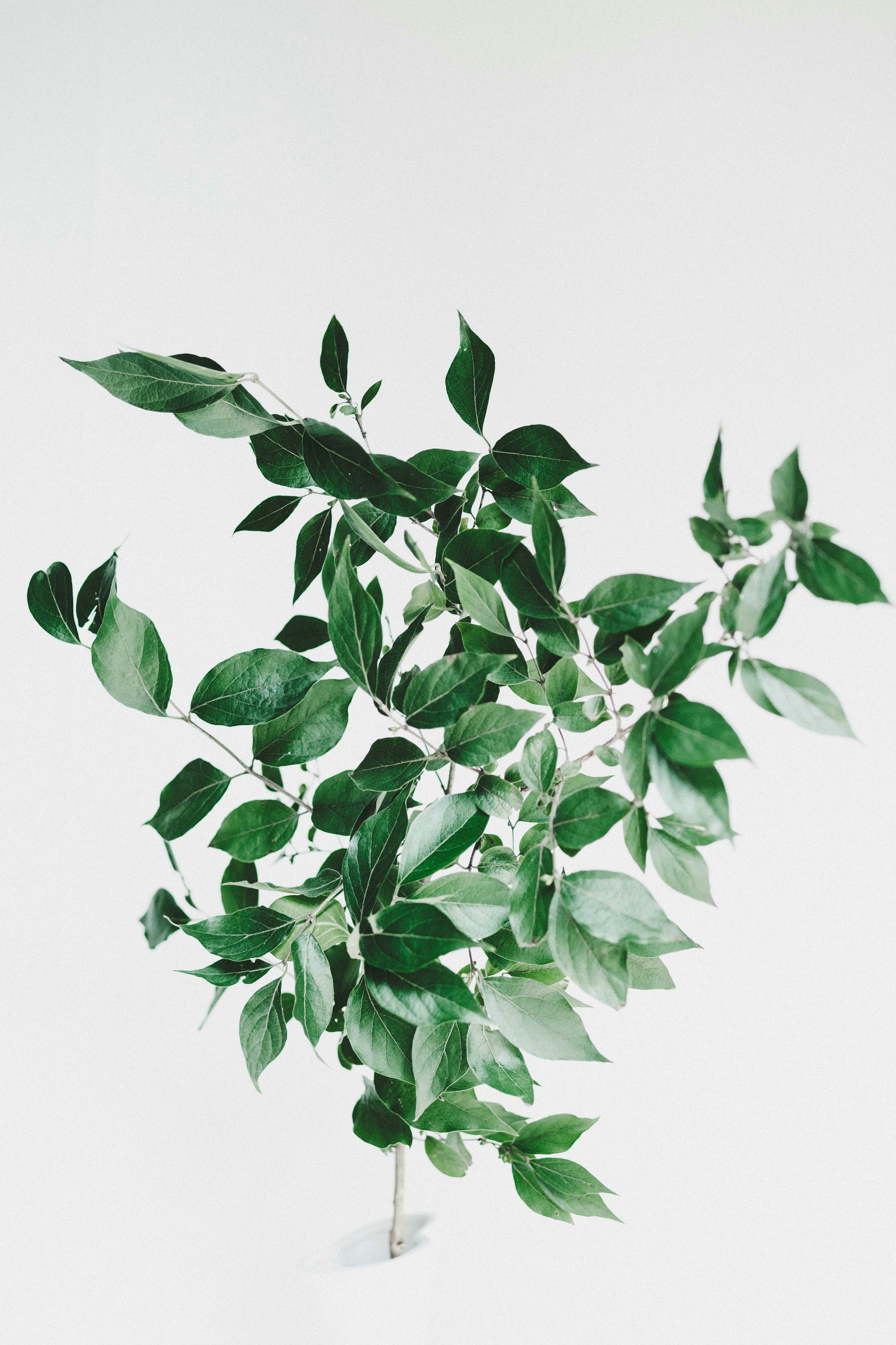 Fresh Green Leaf Branch on White Background