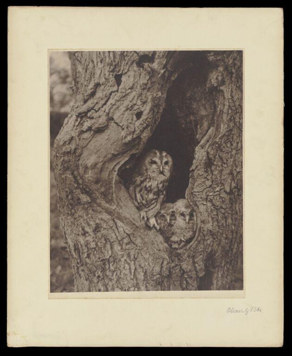 Owls Peeking from Tree Hollow