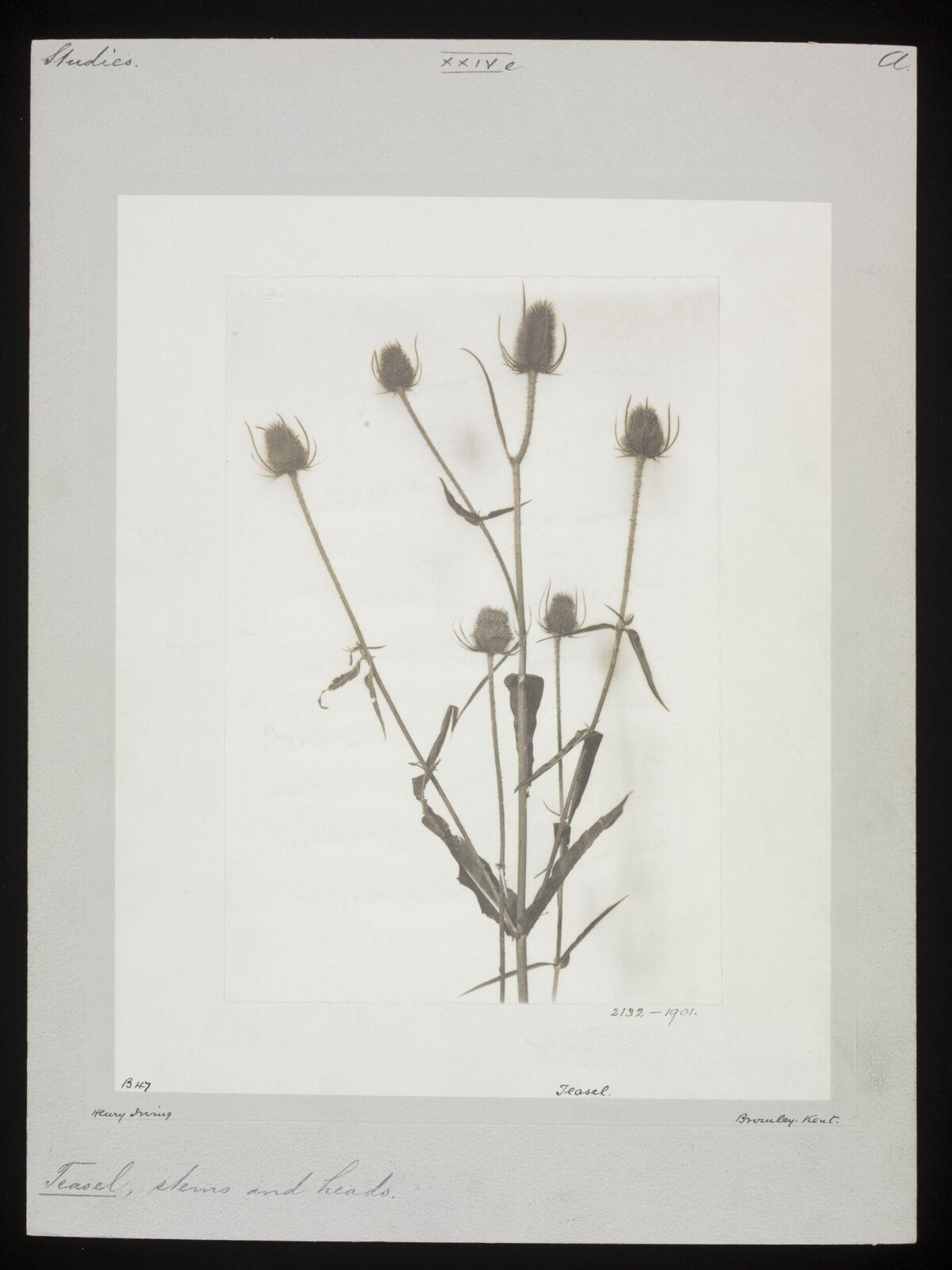 Pressed Teasel Herbarium Specimen