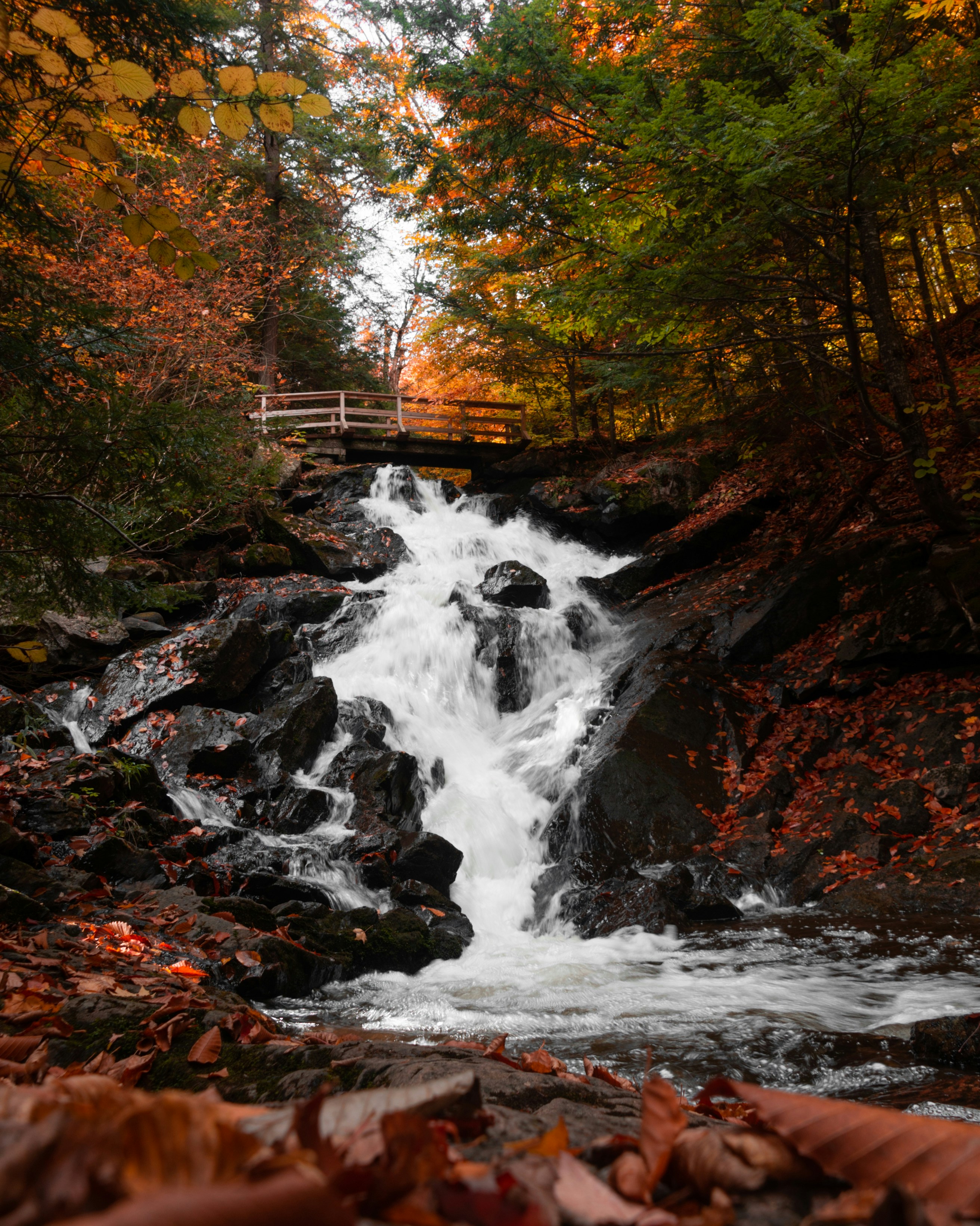 Forest Waterfall in Autumn