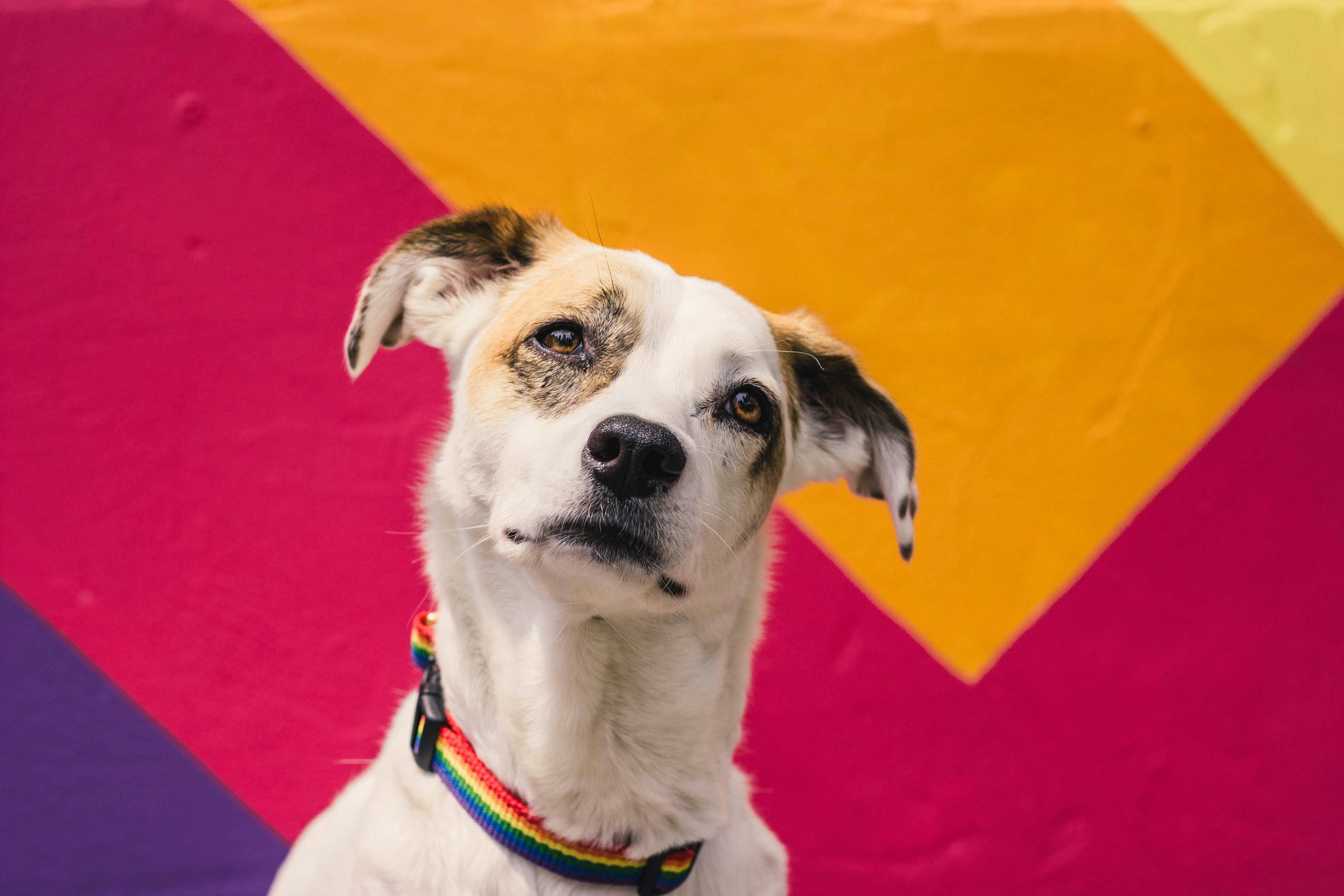 Dog Wearing Rainbow Pride Collar