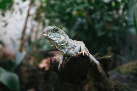 Green Lizard Perched on Tree Stump