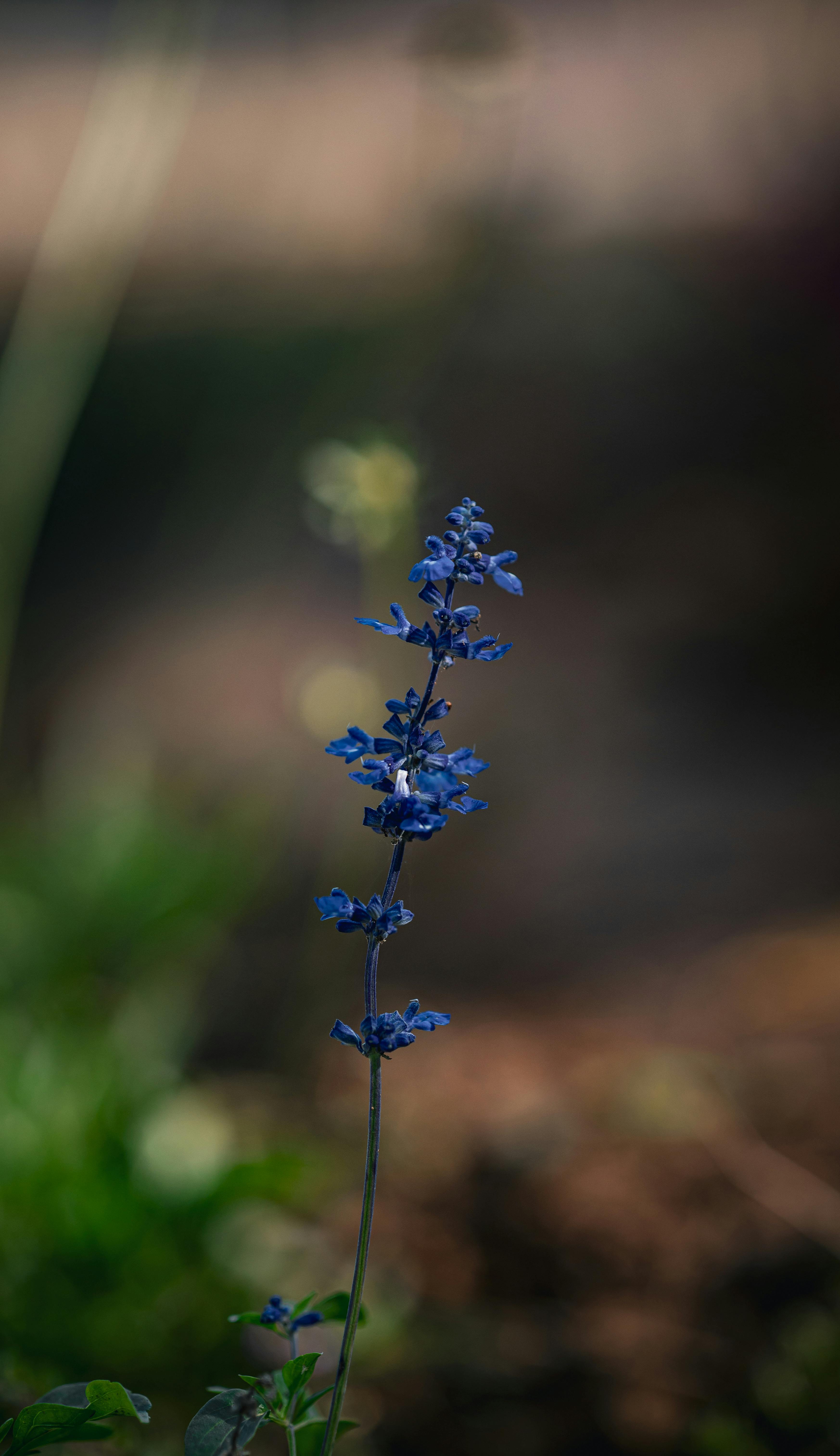 Single Blue Salvia Flower Spike