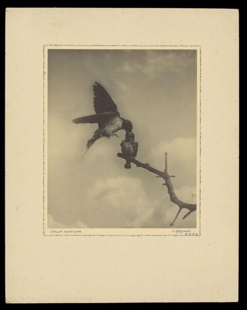 Swallow Feeding Its Chick on Branch