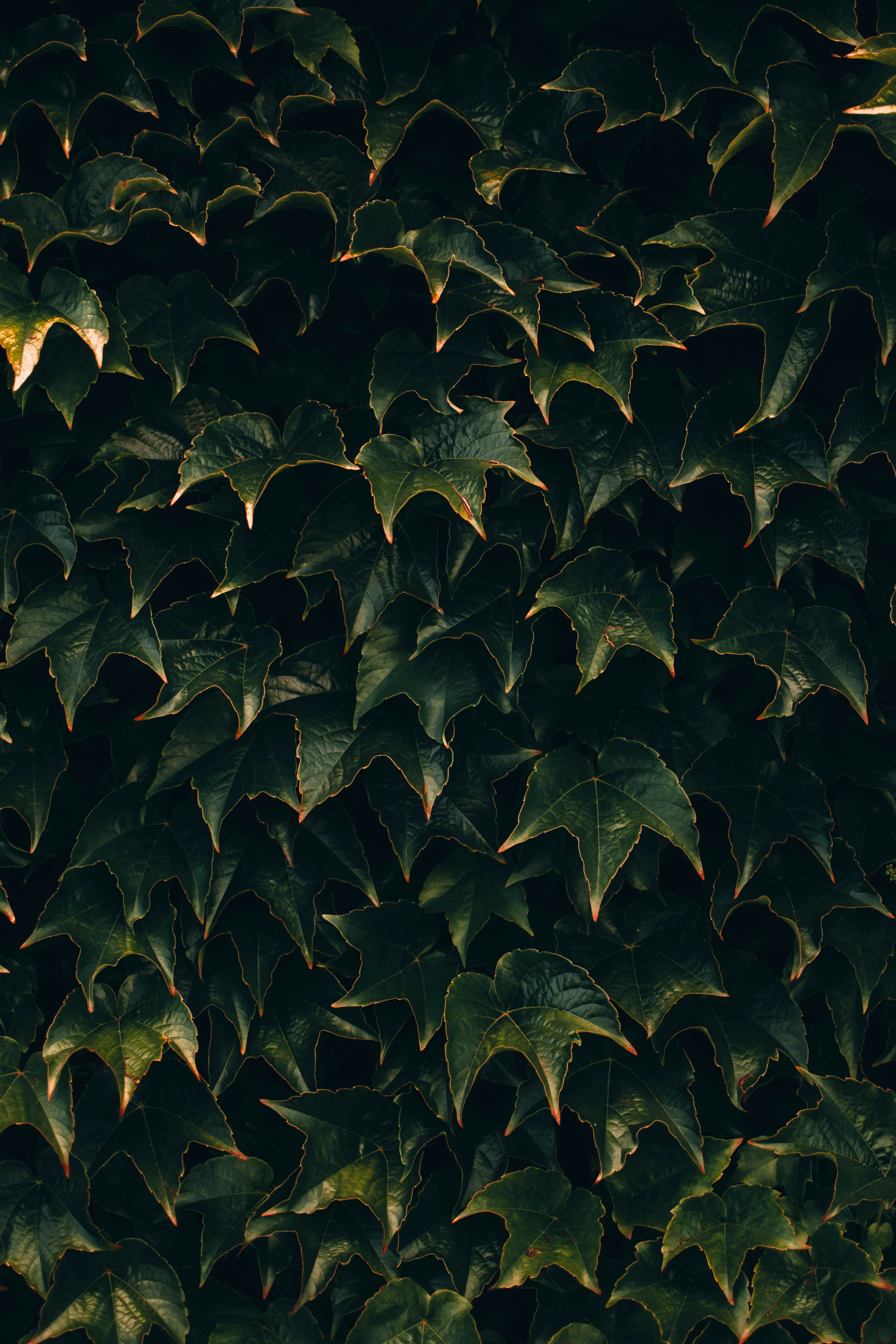 Dense Dark Ivy Leaves