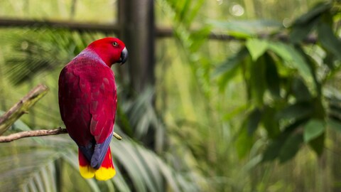 Red Parrot Perched on Branch