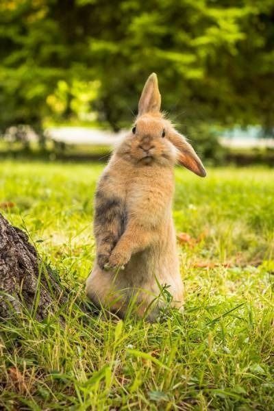 Brown Rabbit Standing on Green Grass