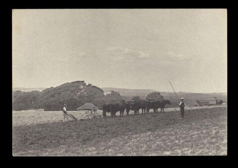 Farmers Plowing Field with Oxen
