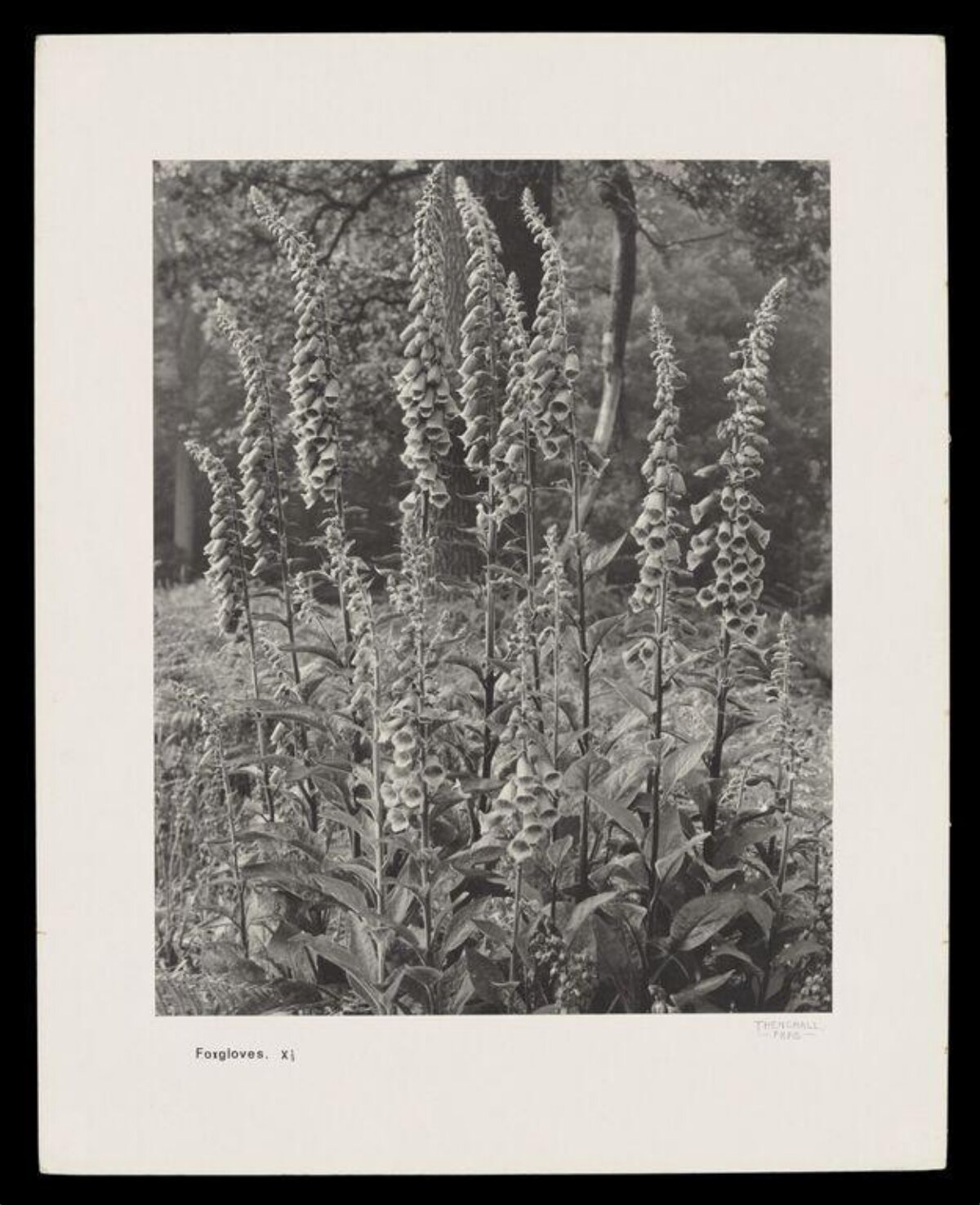 Black and White Foxgloves