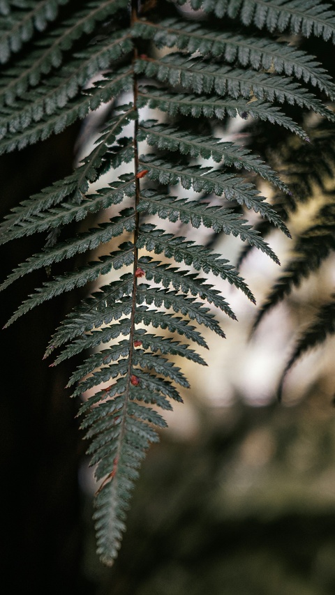 Close-up of Hanging Fern Frond