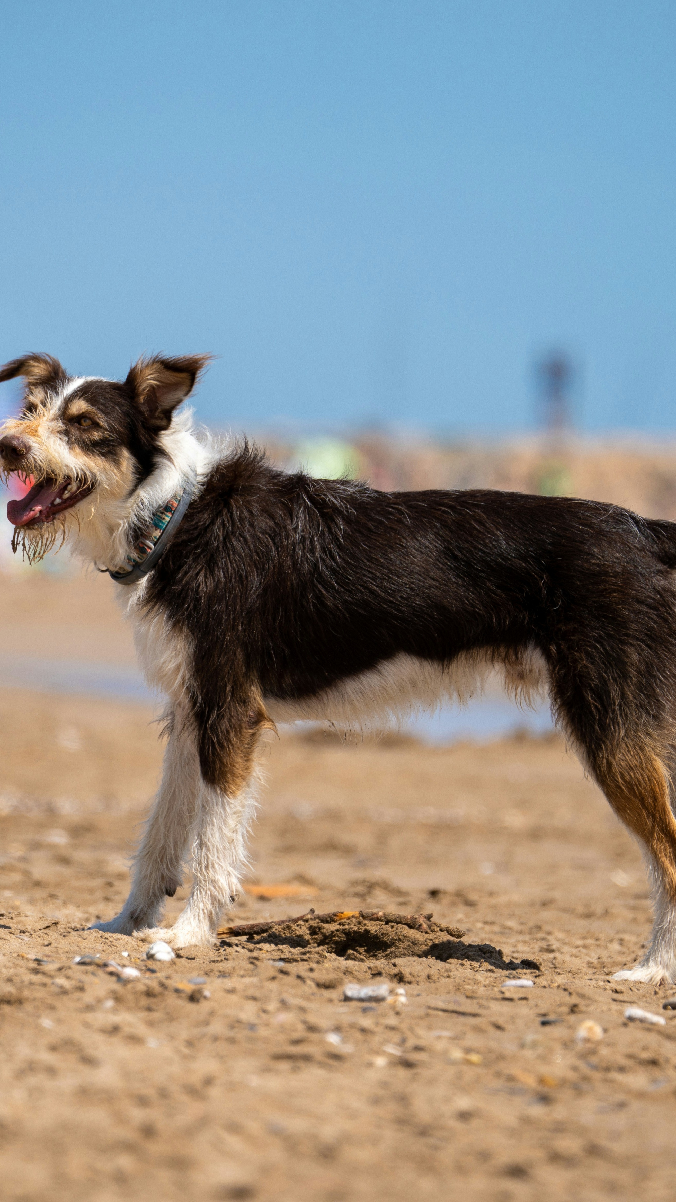 Tri-color Dog on Sandy Beach