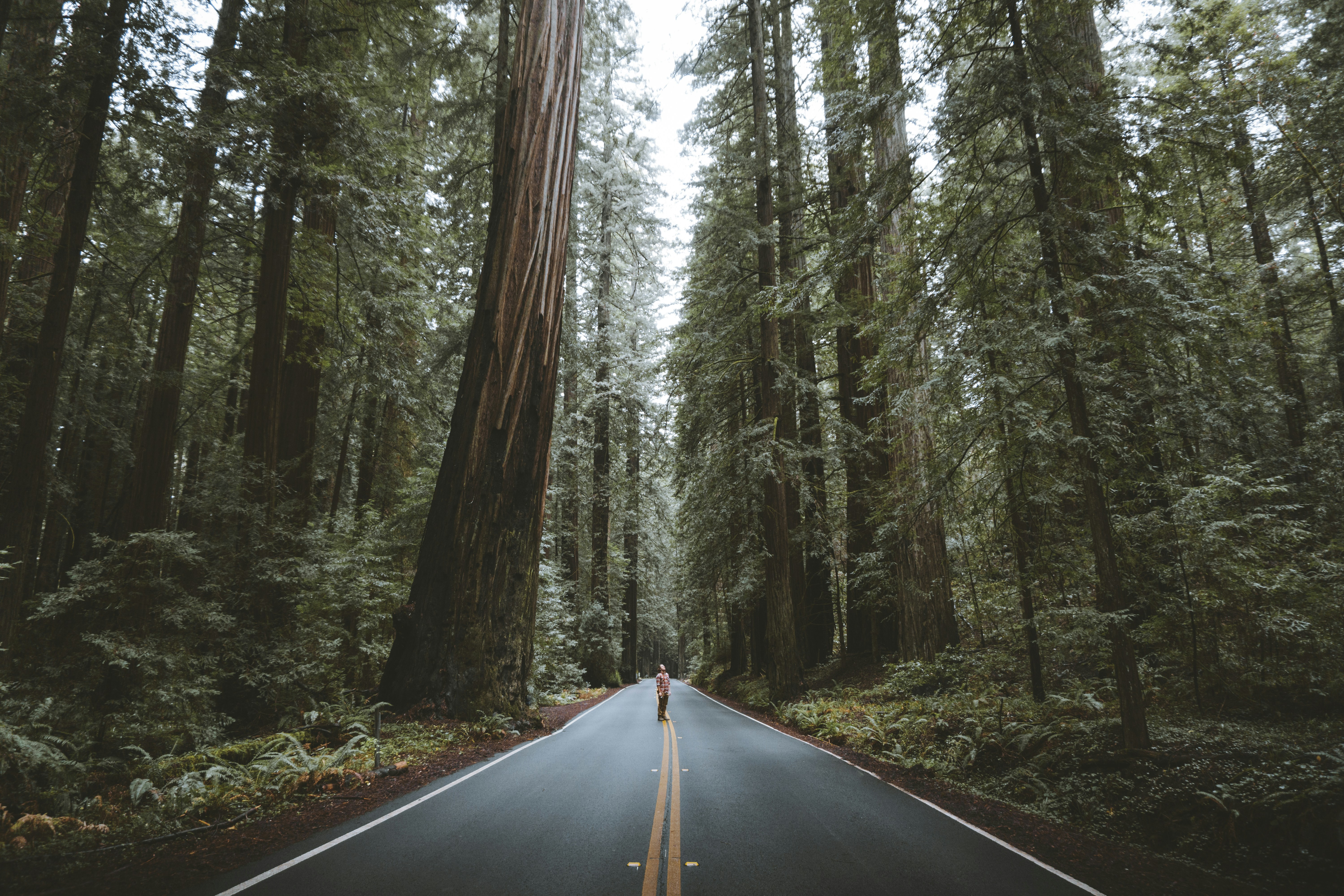 Person on Road Through Giant Redwood Forest
