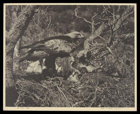 Golden Eagle in Nest