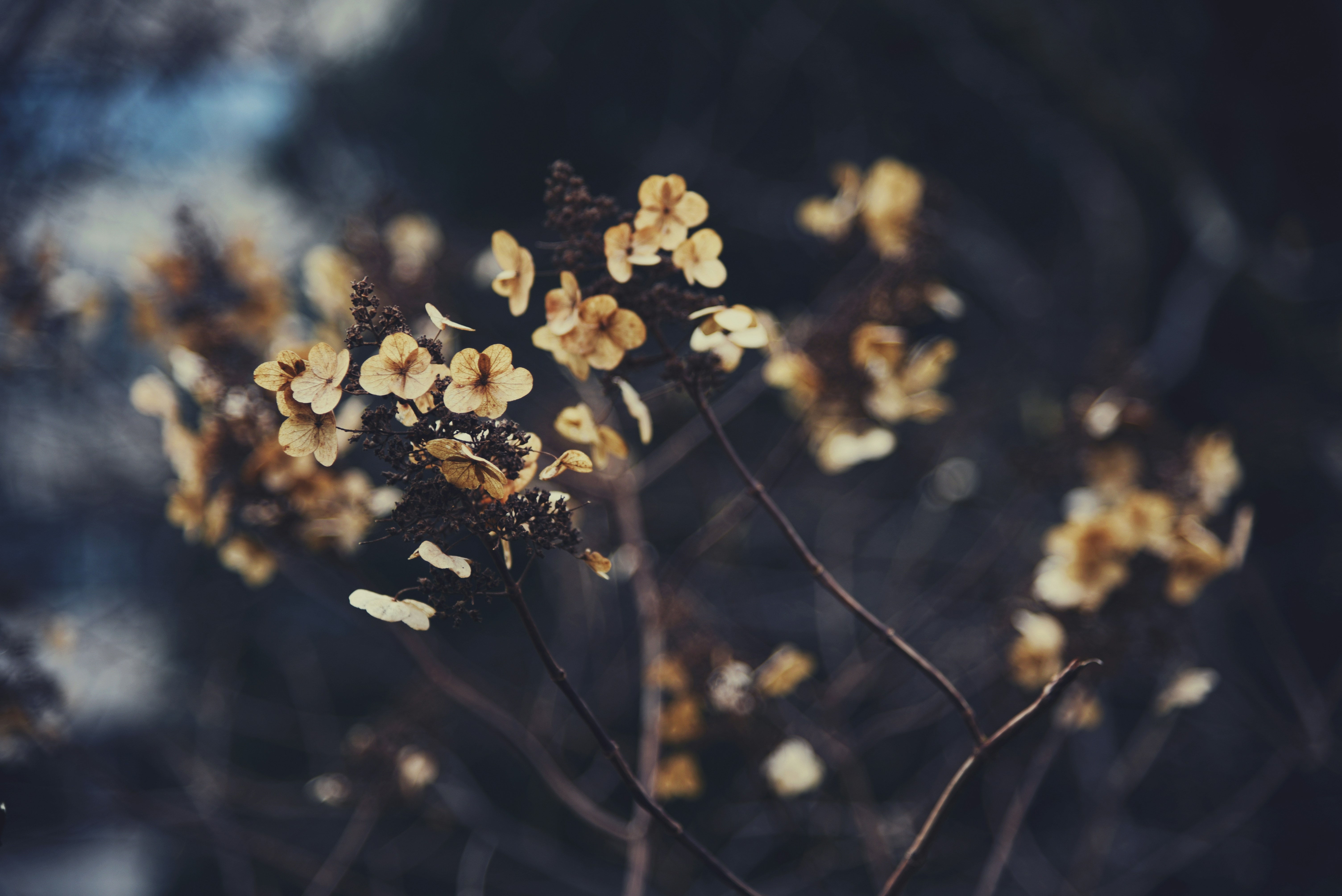 Dried Hydrangea Flowers