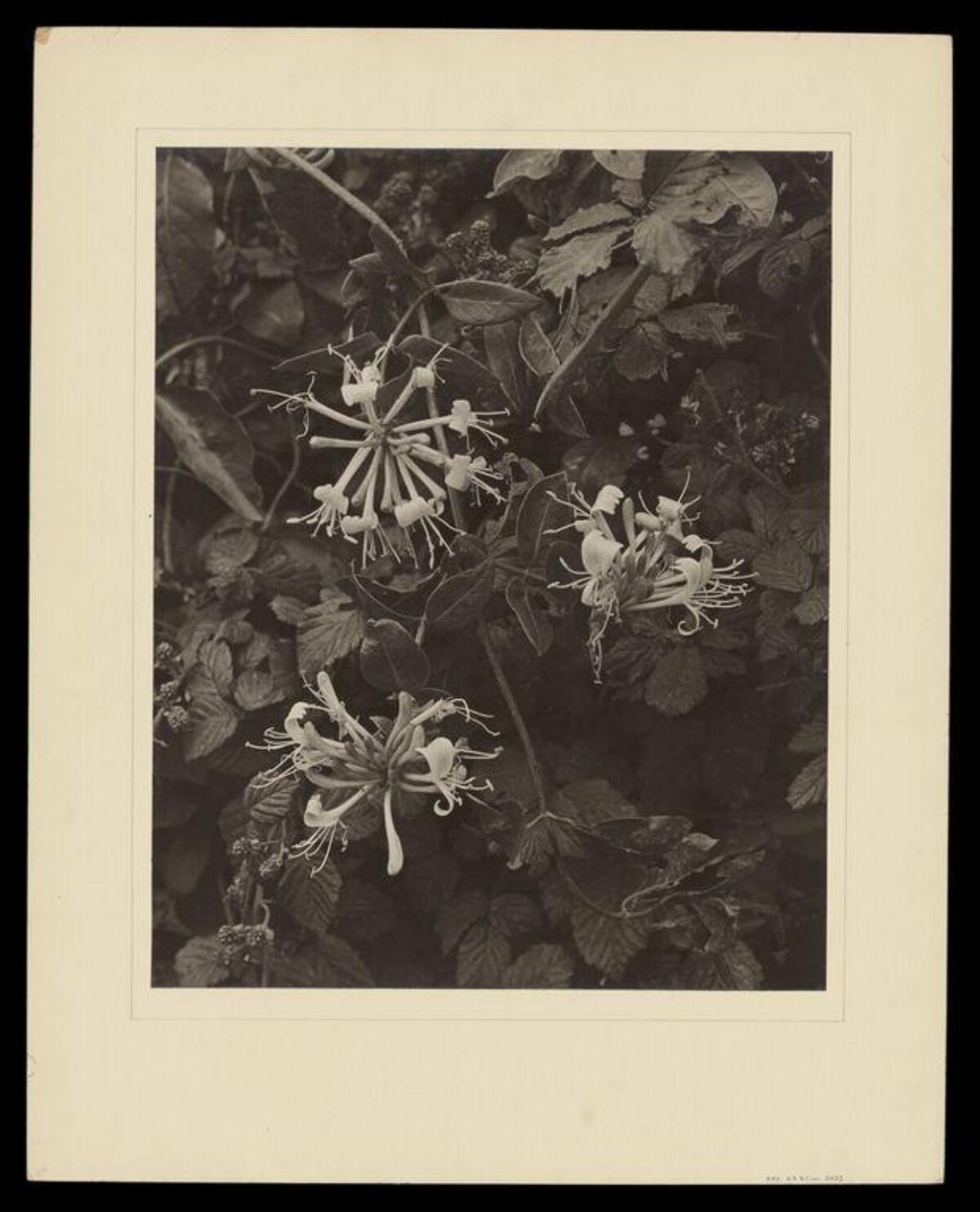 Vintage Honeysuckle Botanical Close-up
