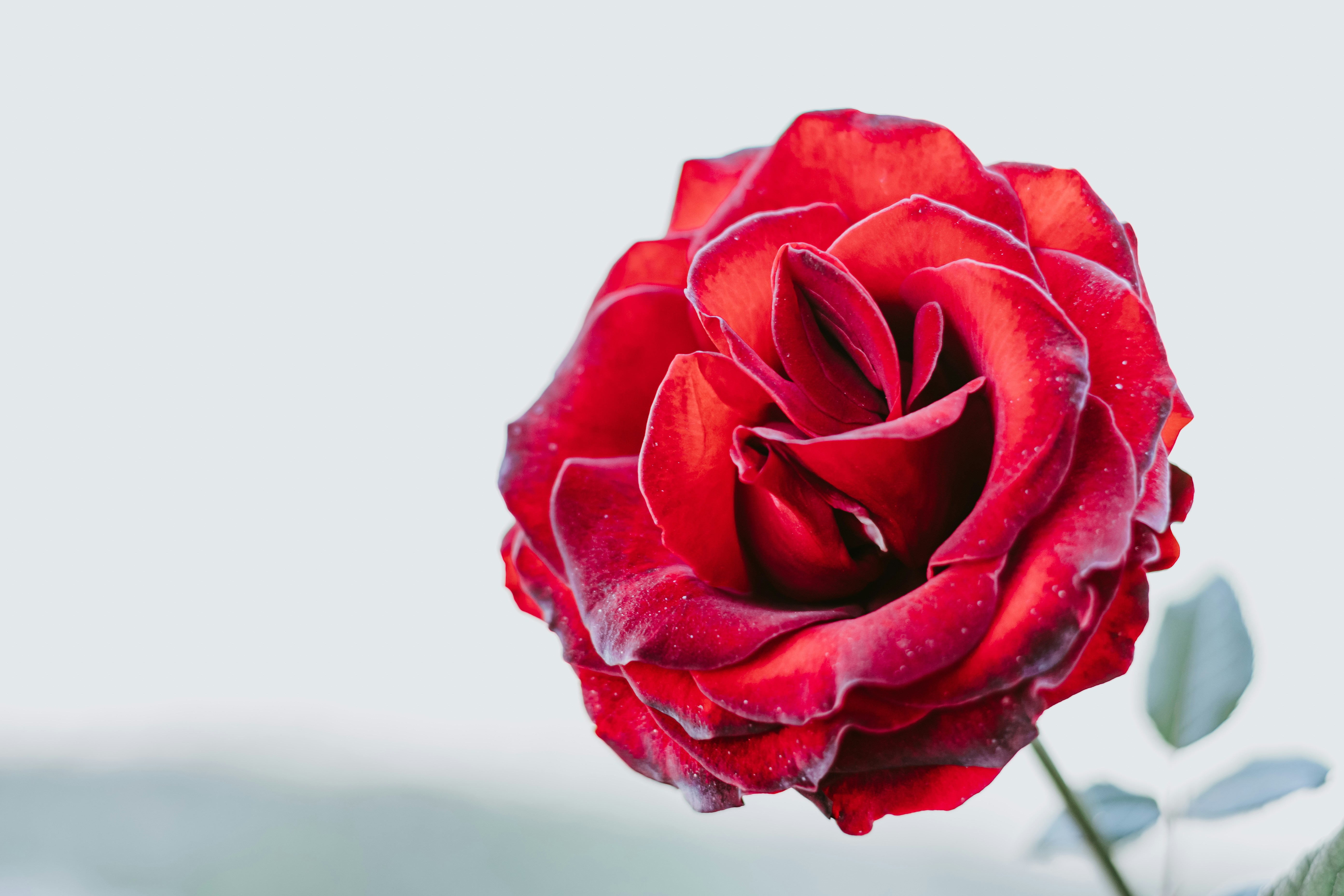 Close-up of Red Rose