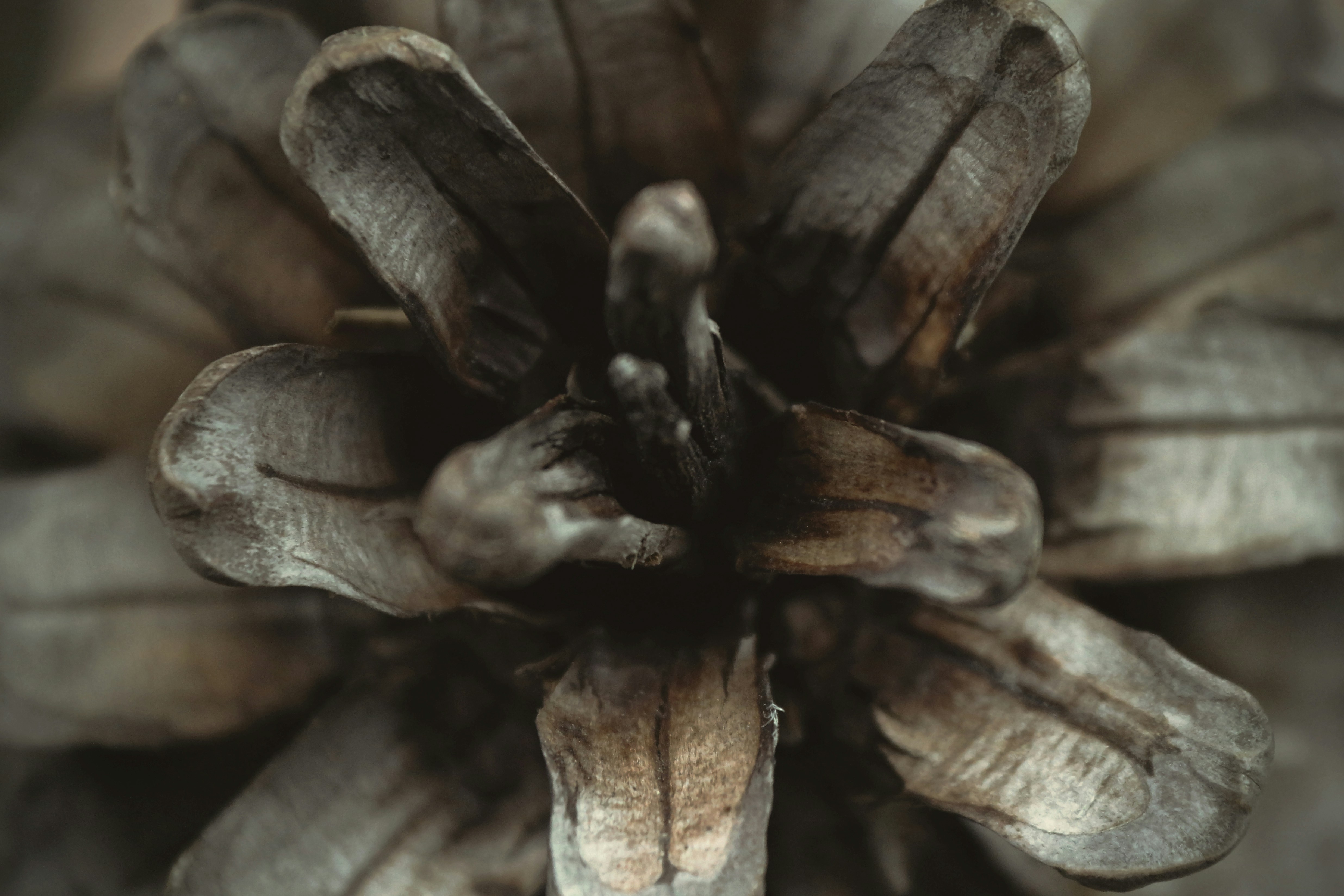 Close-up of Aged Pine Cone