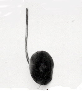 Black Ink Drop on White Background