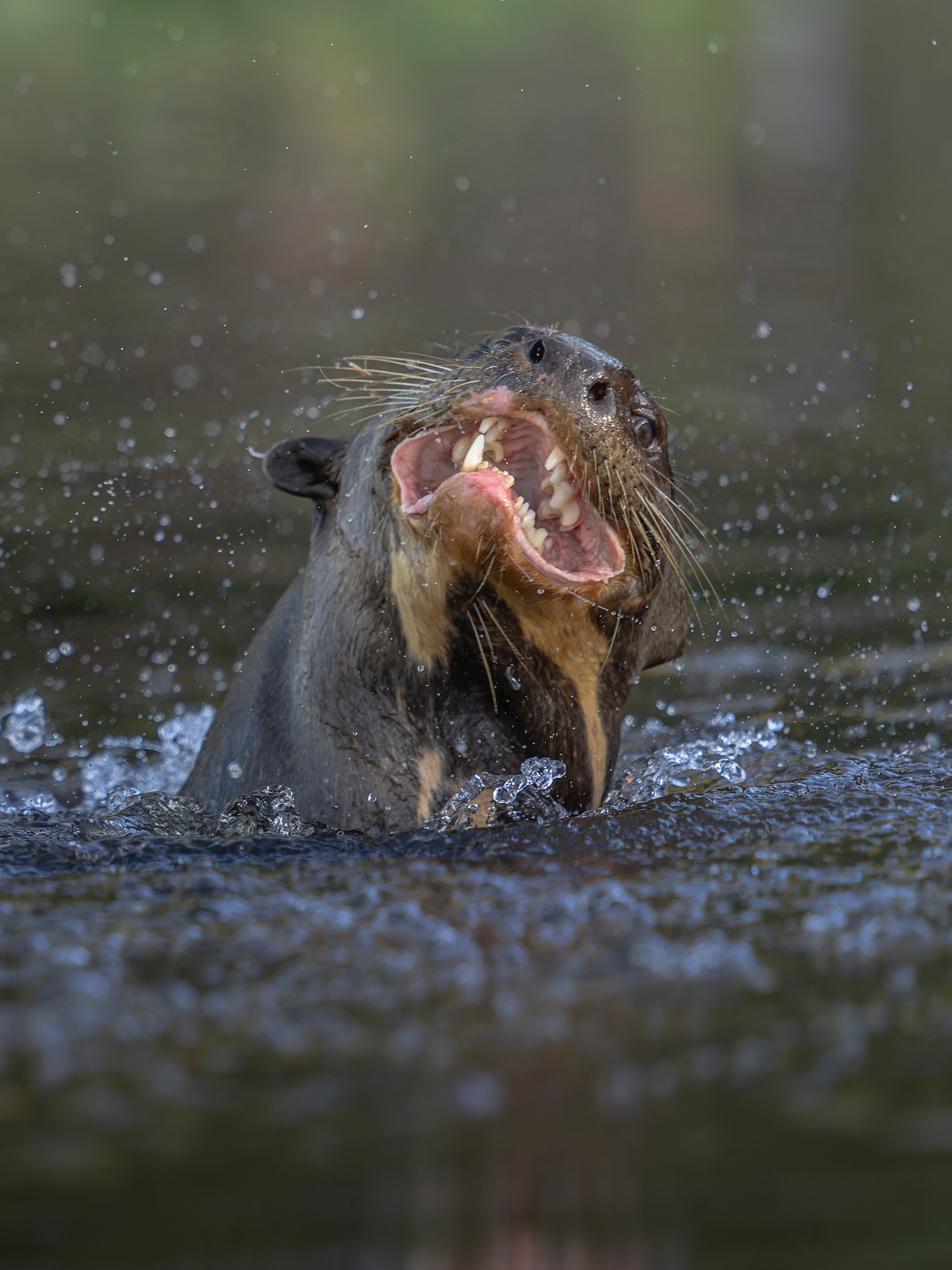 Giant Otter With Open Mouth In Water