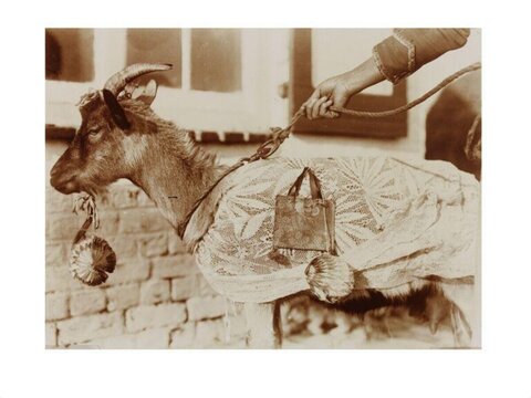 Vintage Photo of a Dressed Goat
