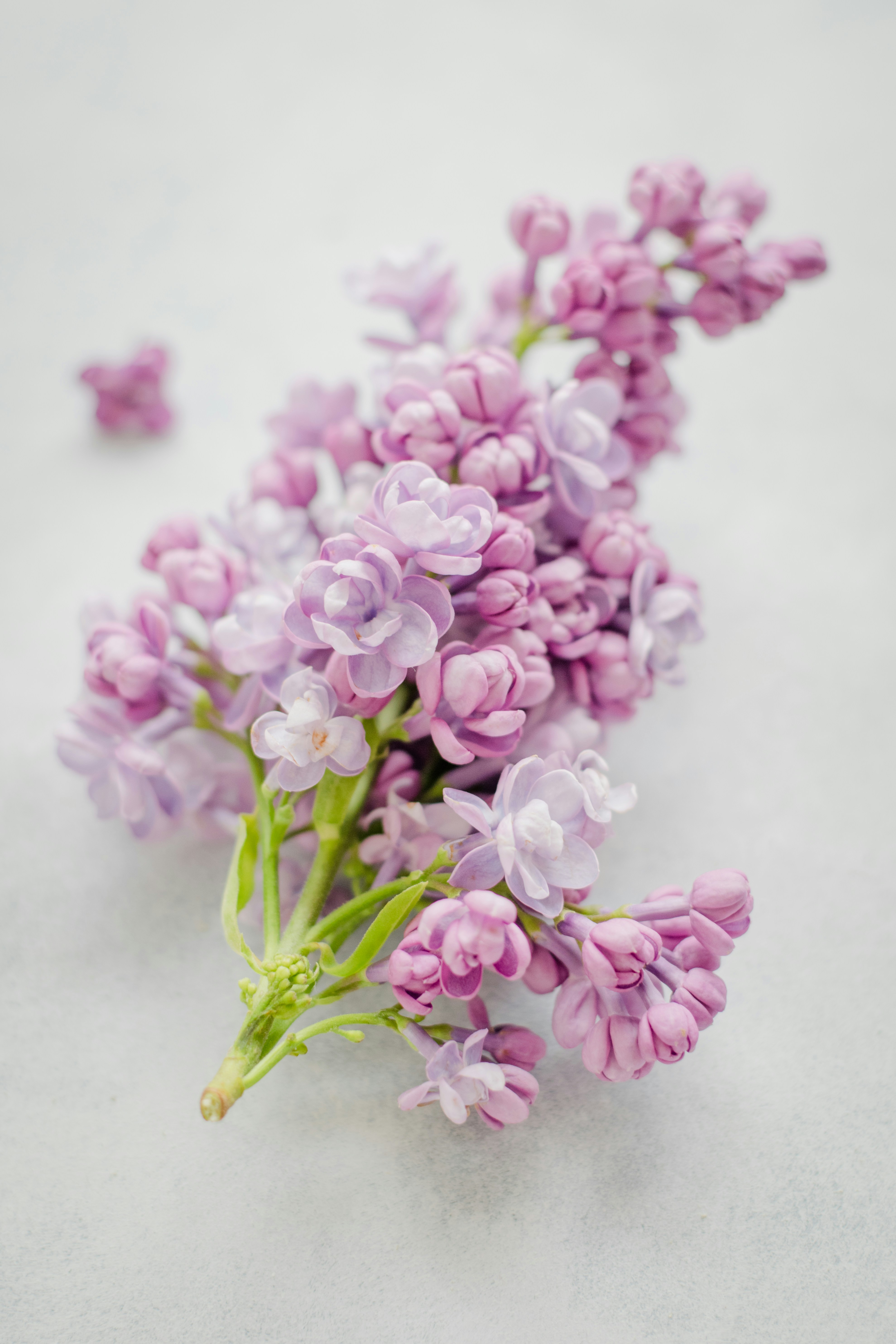 Purple Lilac Flower Branch