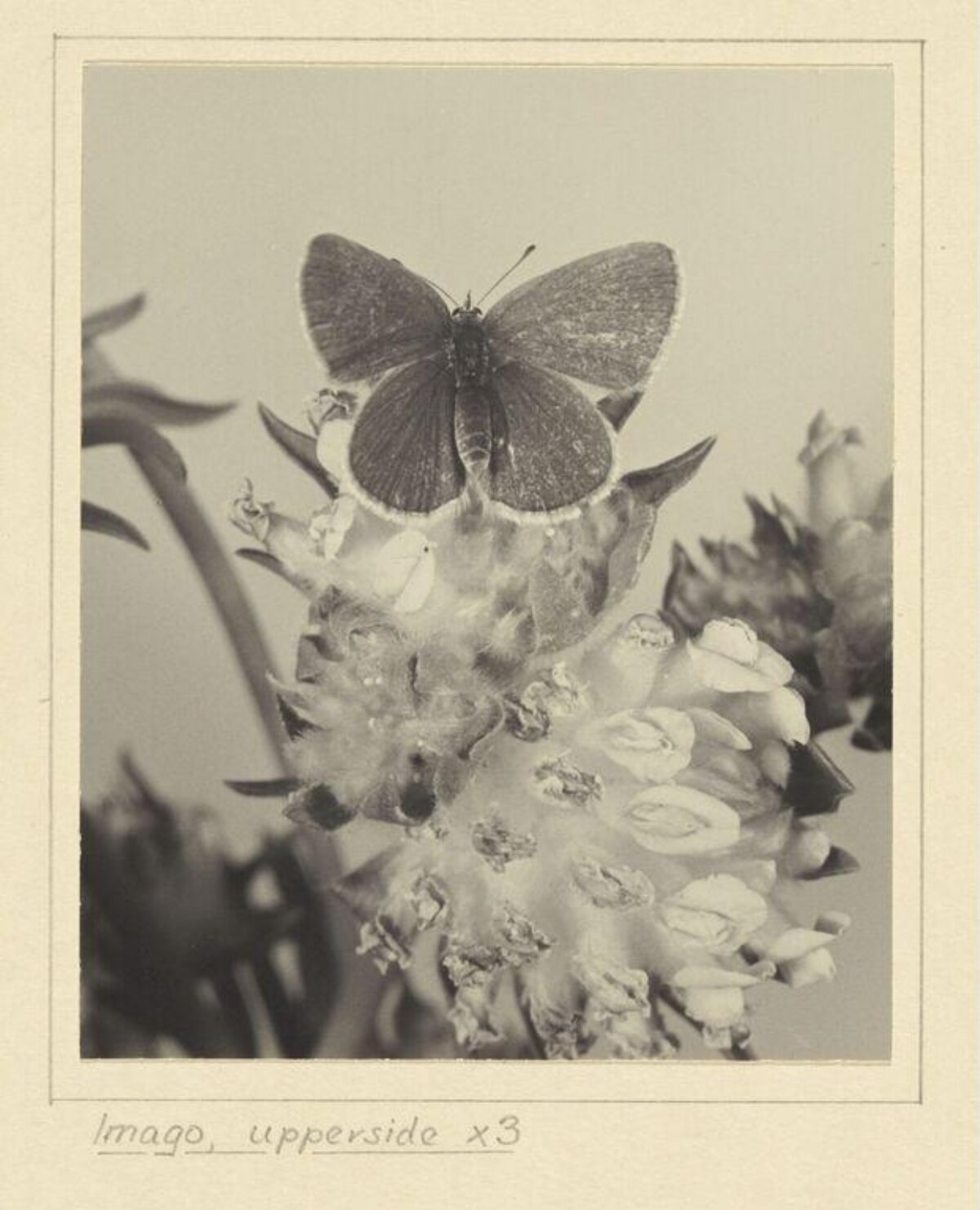 Magnified Butterfly Imago on Flower